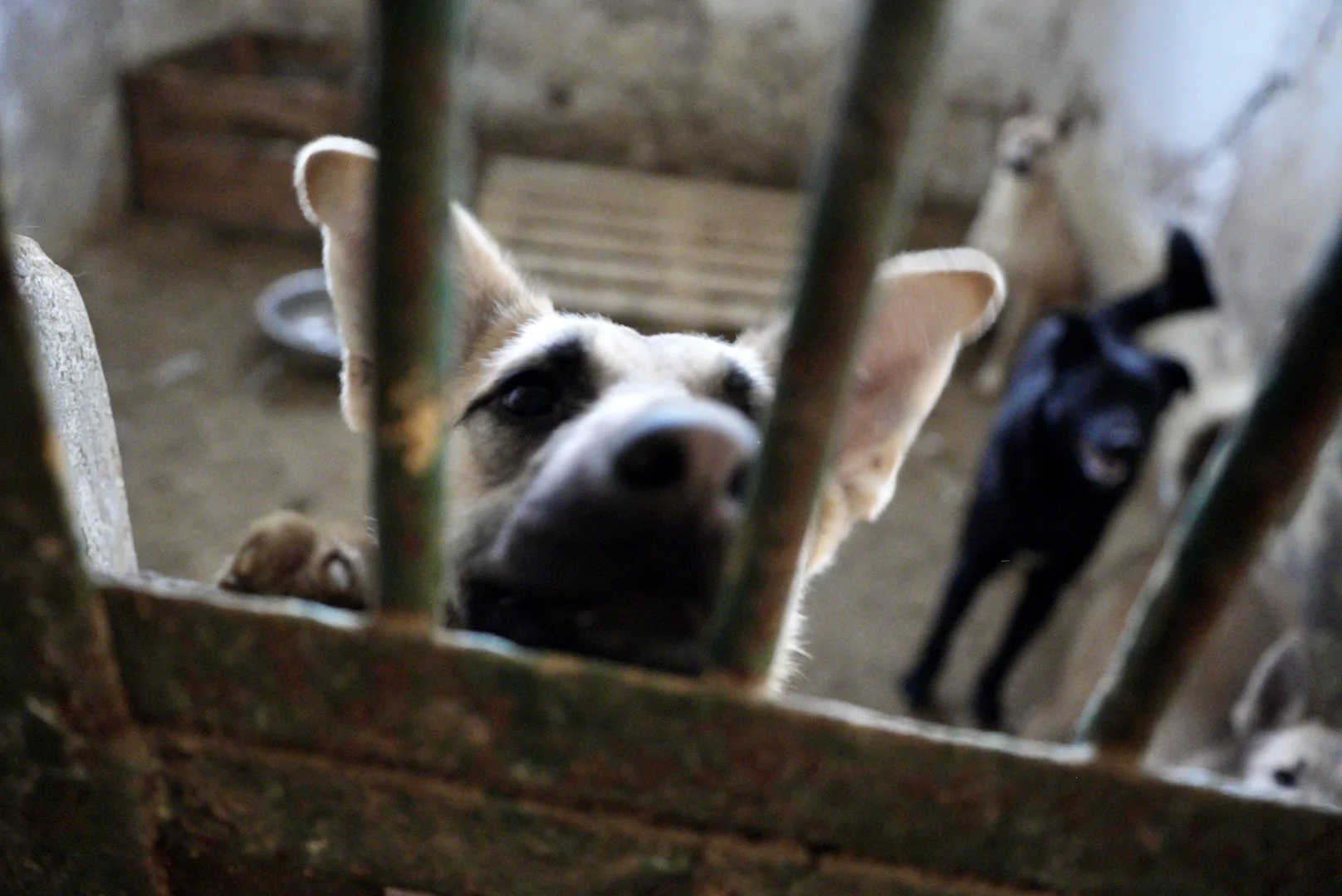 зображення до посту: In photos: Russian troops drop bombs near animal shelter in Kharkiv  