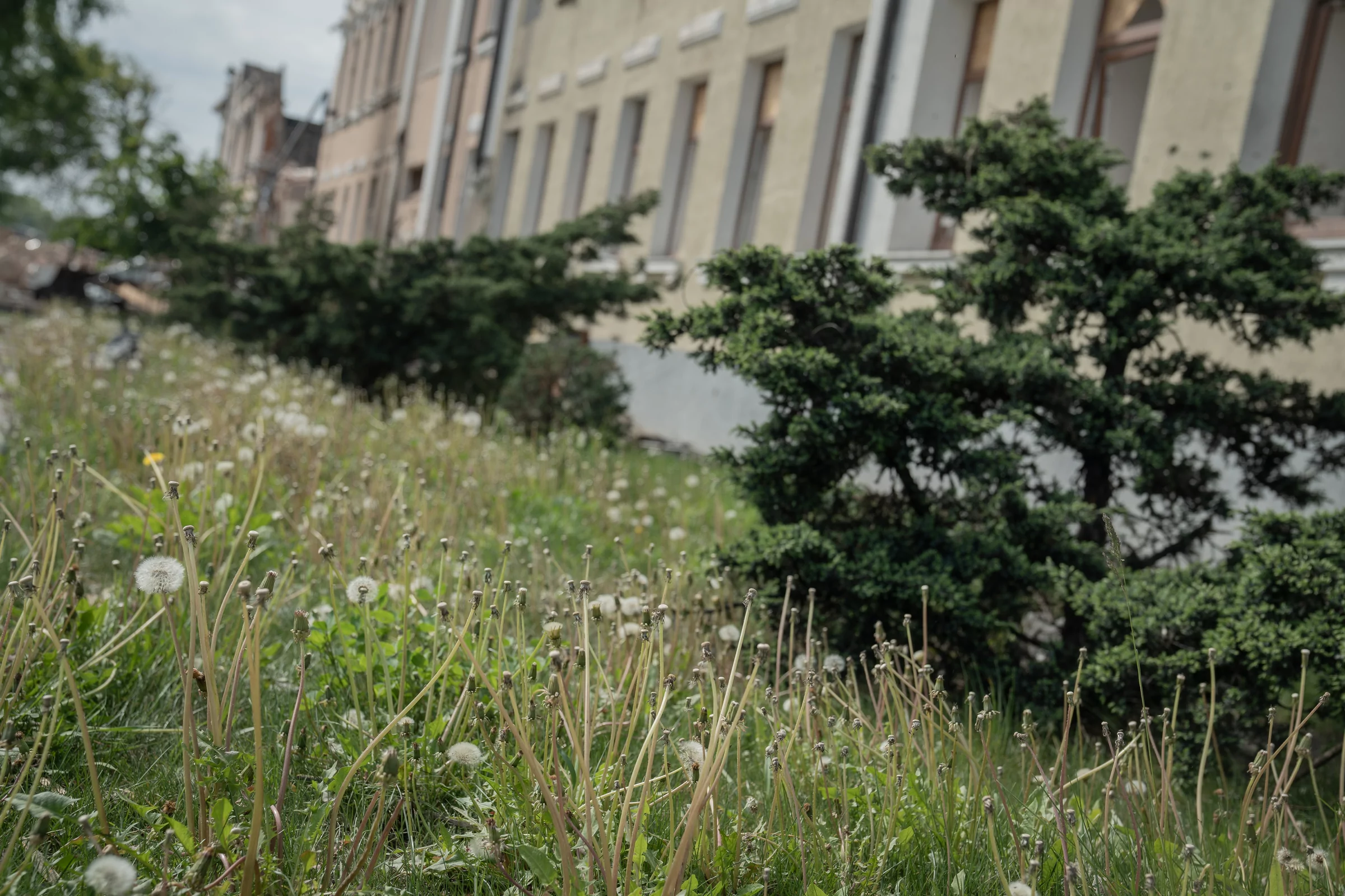 Dandelions growing near Vovchansk's hospital, destroyed by Russian glide bomb. May 11 / Photo: Yana Sliemzina for Gwara Media