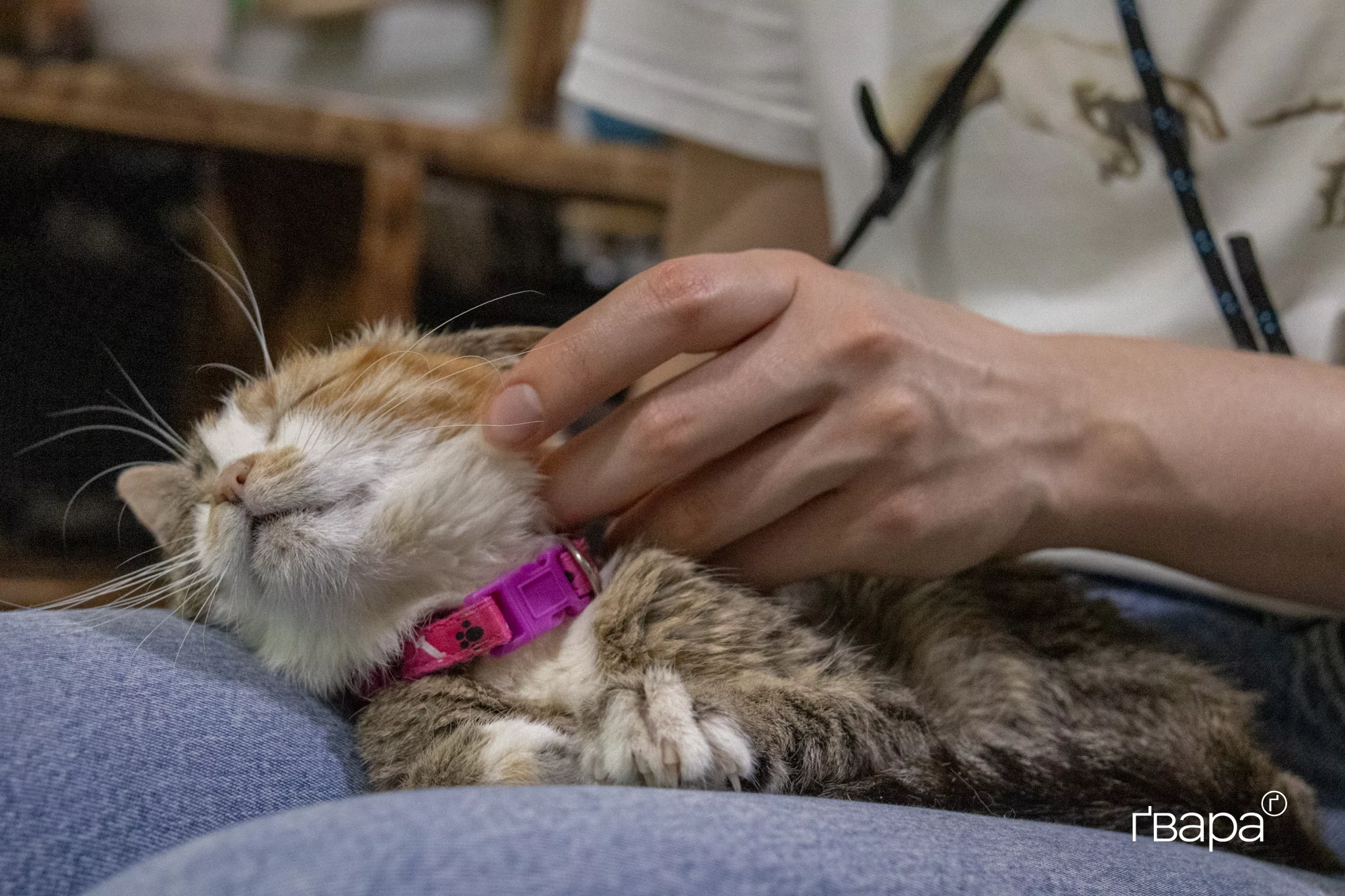 Погладжування котиків, за словами працівниць центру, знижує рівень стресу / Фото: Вікторія Маньковська, Ґвара Медіа