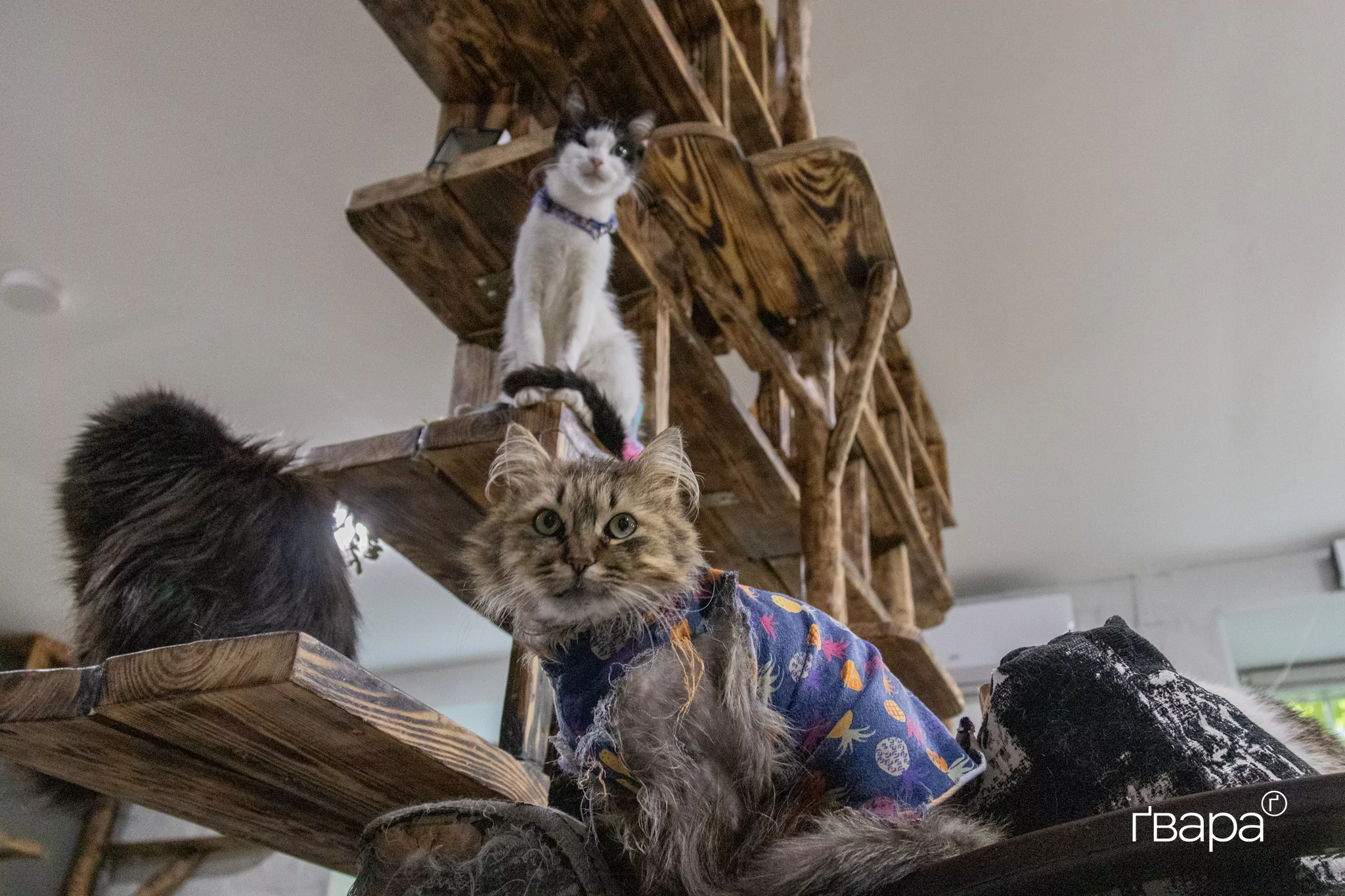 Котам реабілітаційного центру медичну допомогу надають ветеринари Animal Rescue Kharkiv / Фото: Вікторія Маньковська, Ґвара Медіа