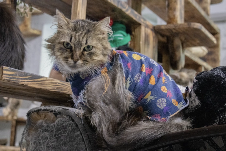 In photos: Kharkiv rehabilitation center for mutual therapy of people and cats evacuated from combat zones of Russia’s war in Ukraine