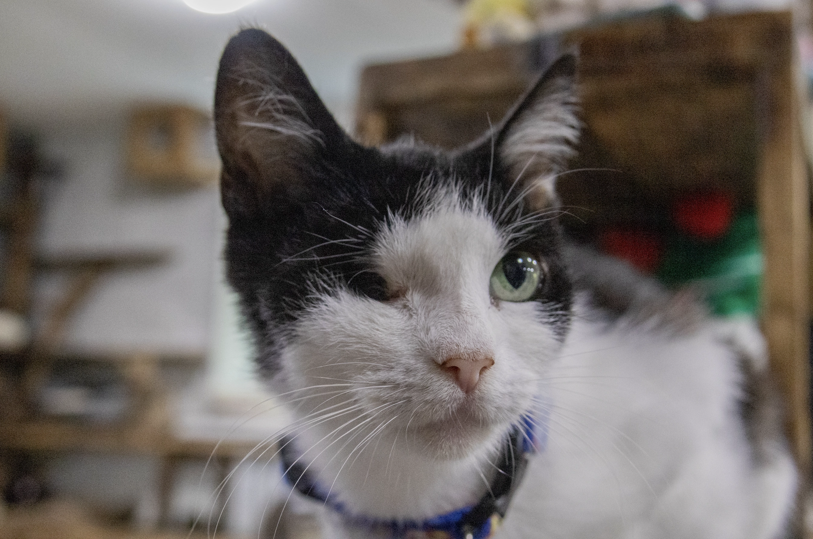 зображення до посту: In photos: Kharkiv rehabilitation center for mutual therapy of people and cats evacuated from combat zones of Russia’s war in Ukraine