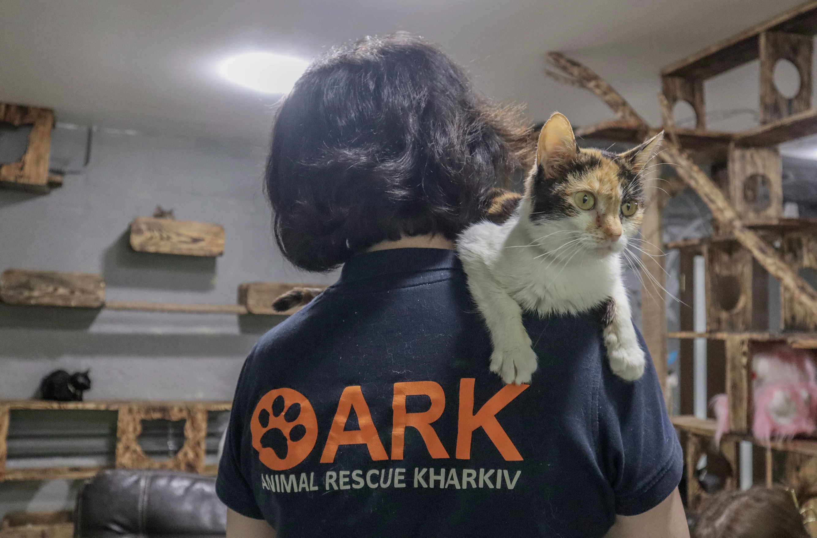 зображення до посту: In photos: Kharkiv rehabilitation center for mutual therapy of people and cats evacuated from combat zones of Russia’s war in Ukraine