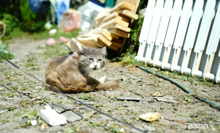 Діти, яких укусив хворий на сказ кіт на Харківщині, отримують антирабічне лікування