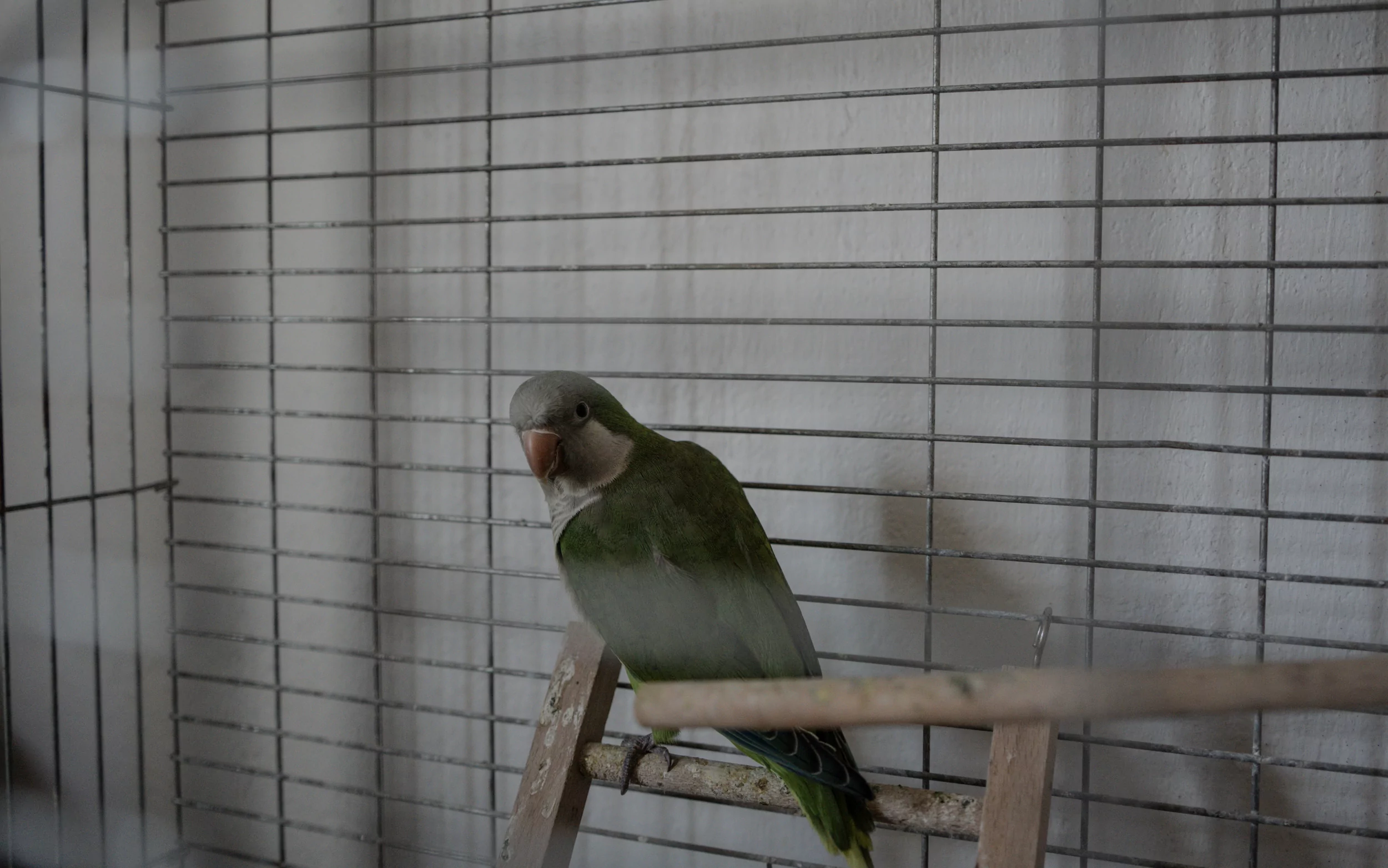 Grisha, Yehor's parrot / Photo: Daria Lobanok, Gwara Media