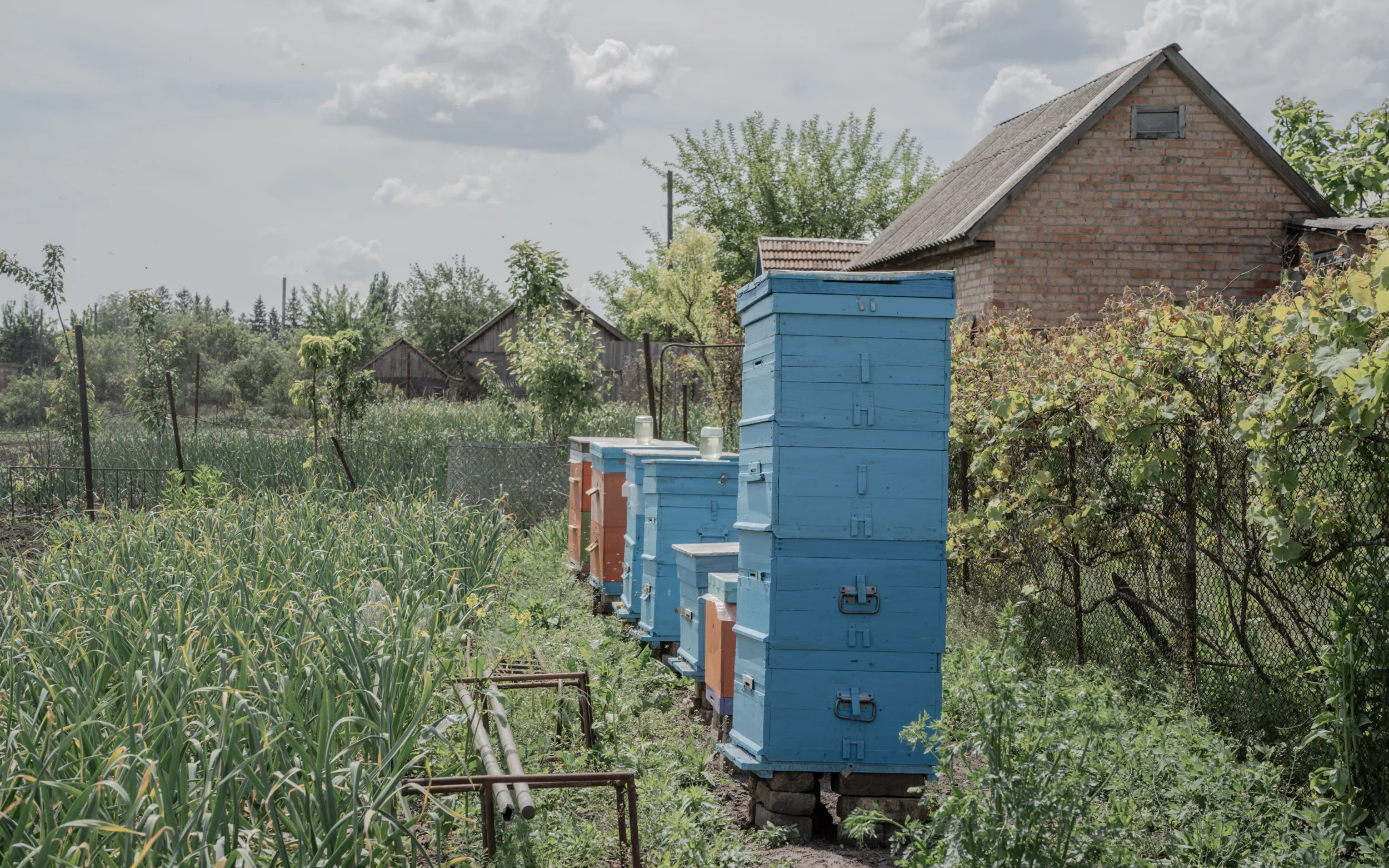 Yehor's hives in Zavodske, Poltava Oblast / Photo: Daria Lobanok, Gwara Media