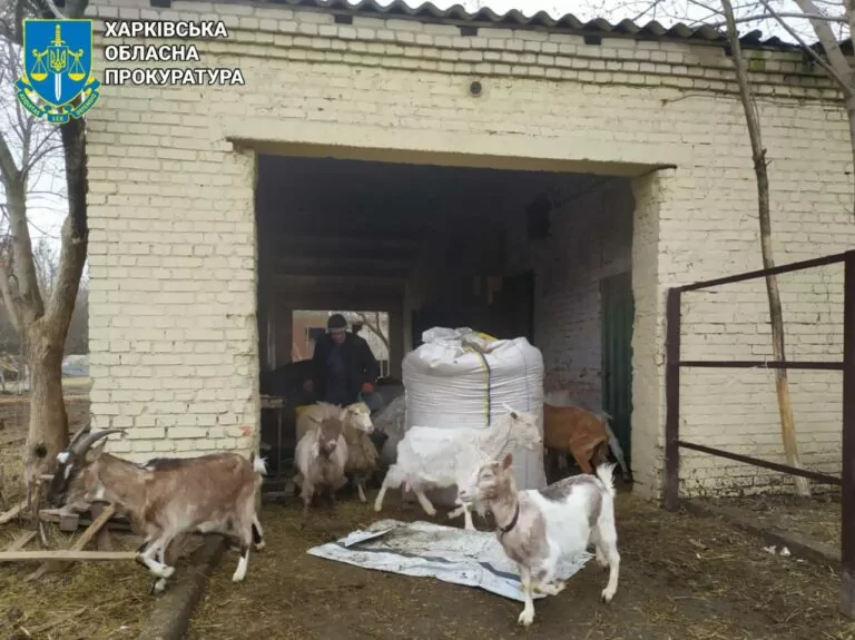 Russian drone hits animal shelter in Kharkiv Oblast 