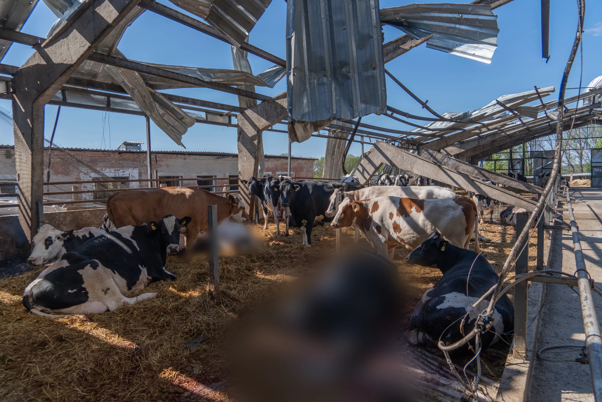 Surviving cows and cow corpses after Russian attack on April 28