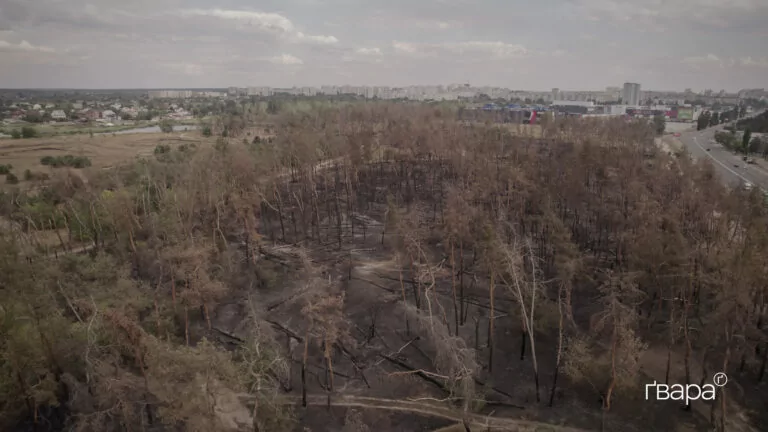 ООН виділить 5,4 мільйона доларів на відновлення лісів України