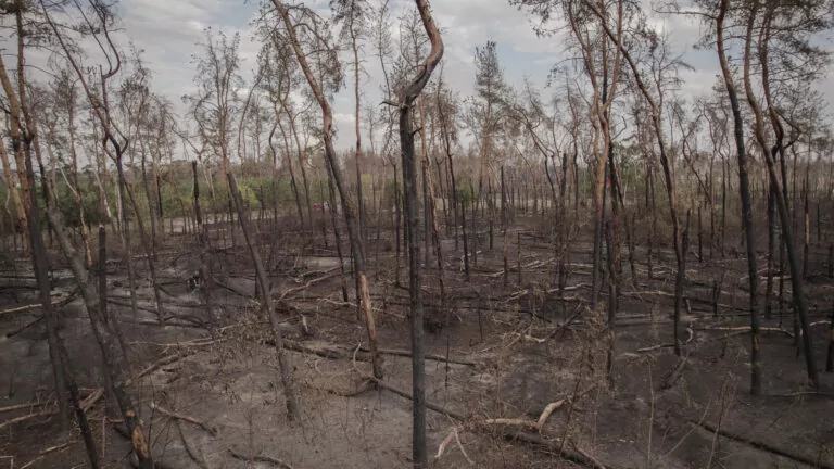 На місці знищеного Журавлівського лісу буде парк — Терехов