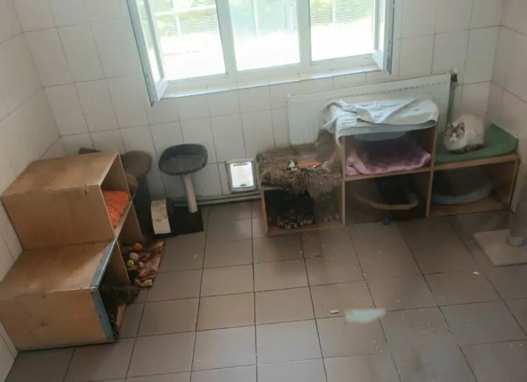 У Харкові через влучання КАБу пошкоджено будиночок котів у міському притулку