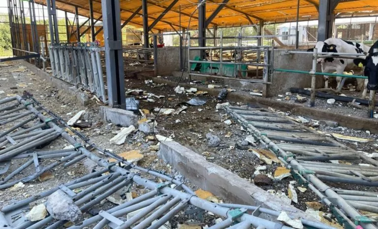 У селах на Харківщині через обстріл загинула велика рогата худоба