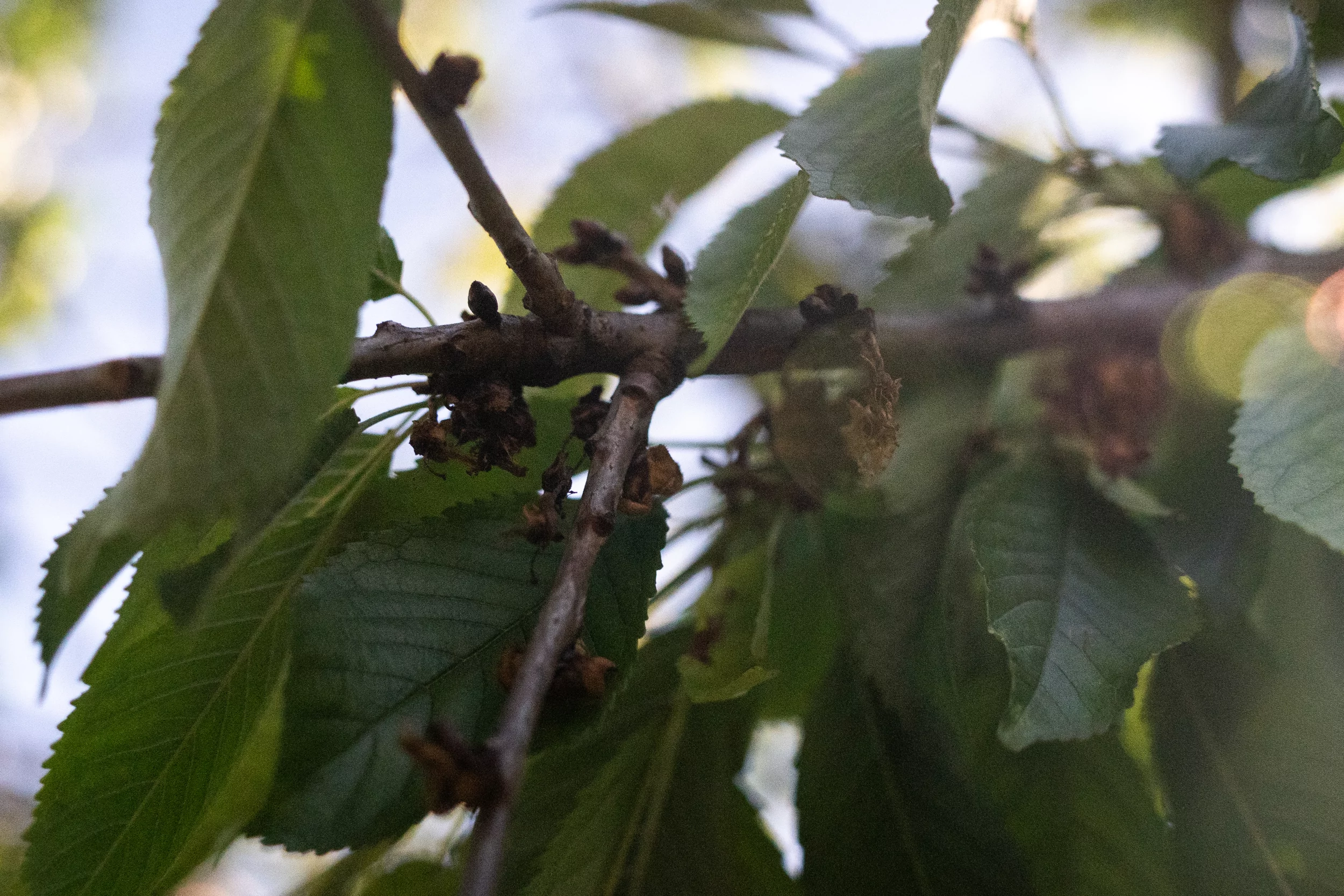 Cherry flowers damaged after frosts