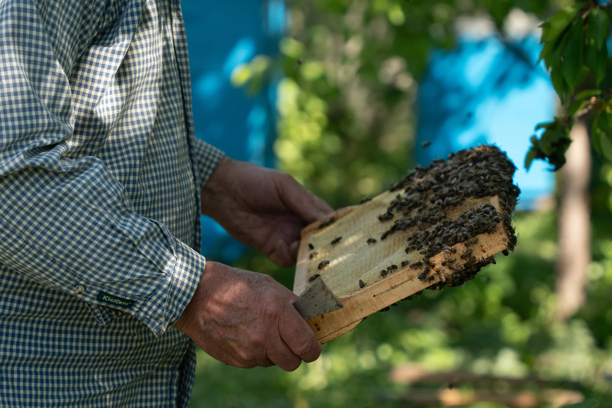 Viktor works in his apiary in Okhoche
