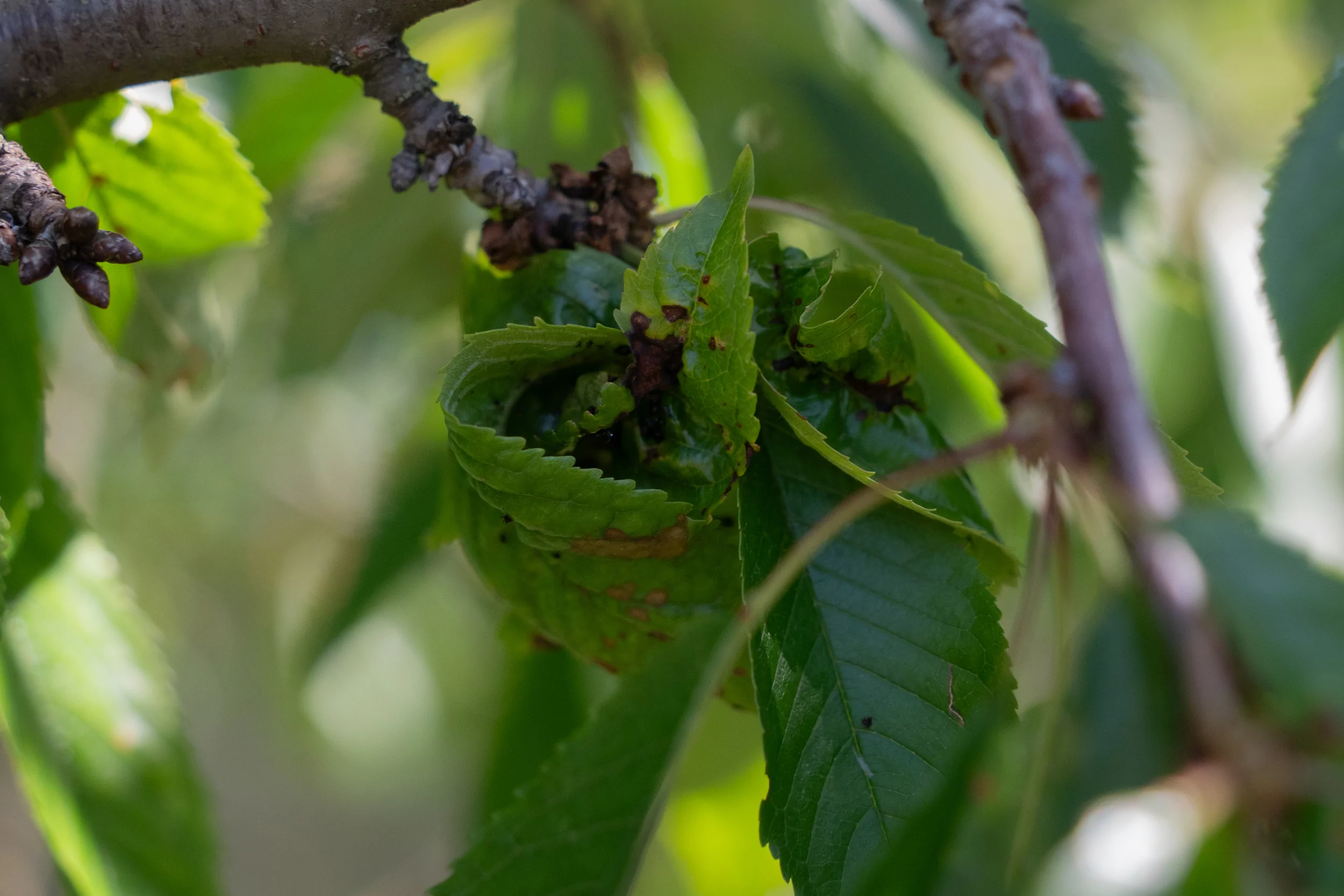 Cherry tree damaged after spring frosts