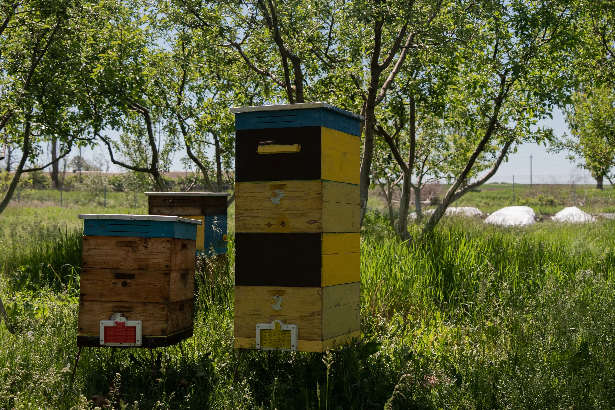 Volodymyr's garden with apiary on the way out of the Okhoche