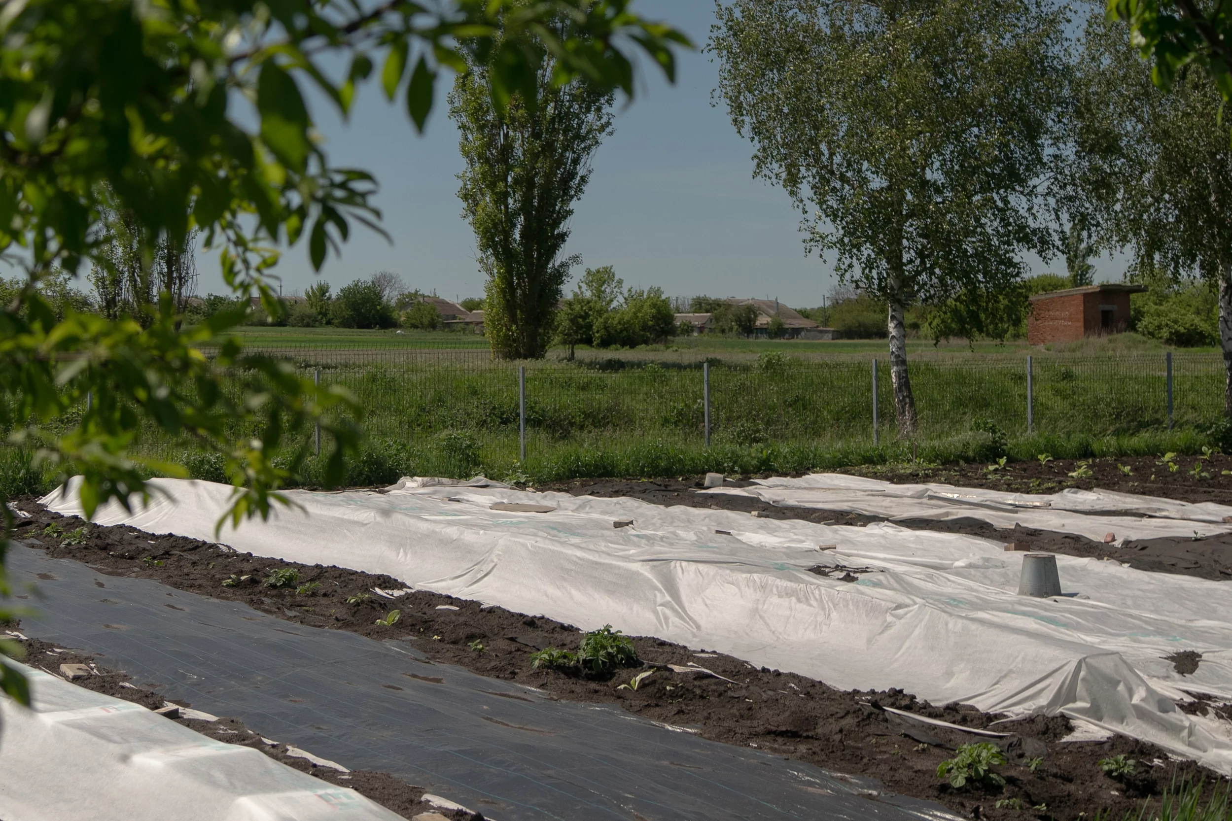 People in Okhoche trying to save plants from spring frosts covering the seedlings with agrofibre