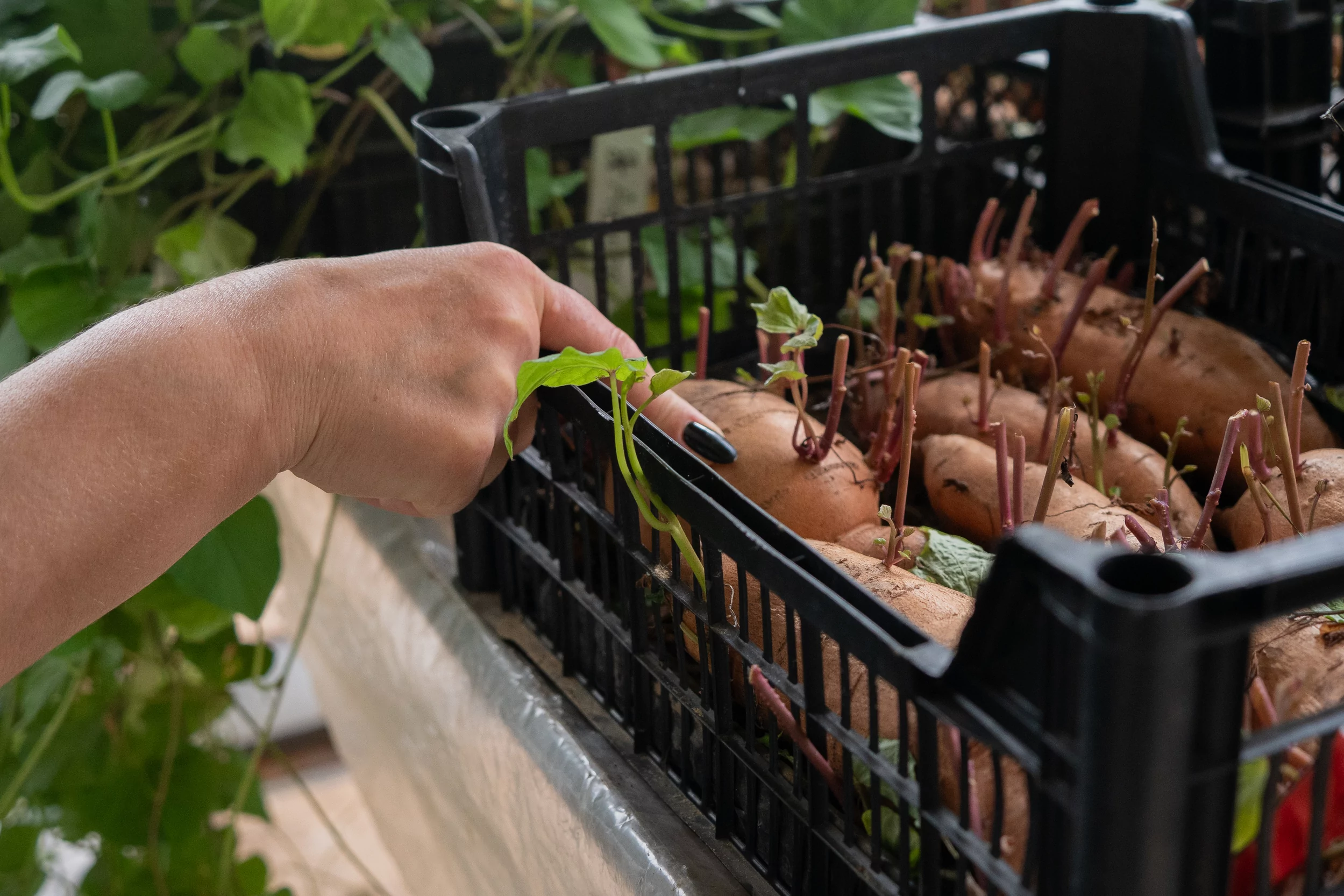 Institute of Vegetable and Melon Growing of the NAAS grows sweet potatoes