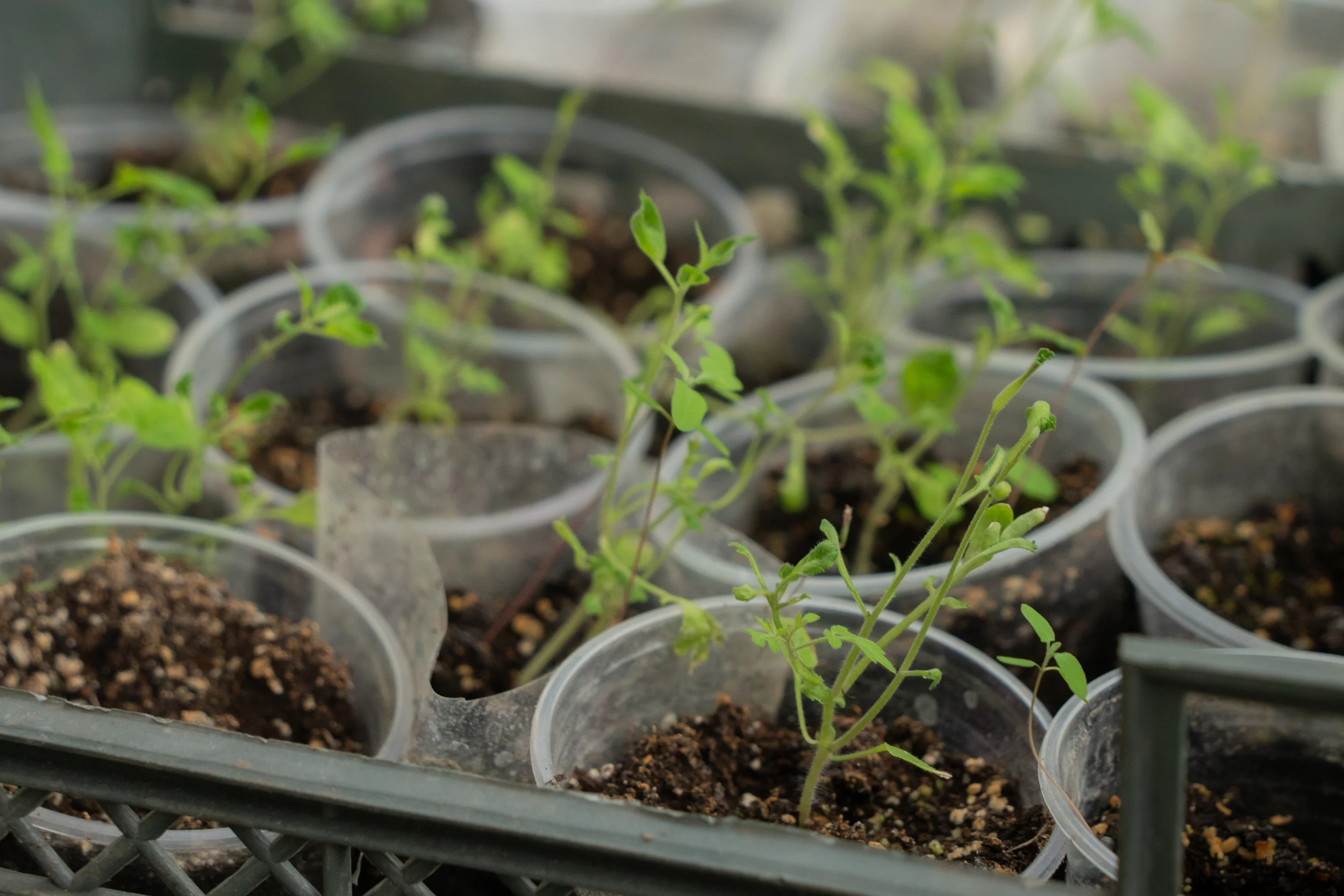 Seedlings that grows Institute of Vegetable and Melon Growing of the NAAS