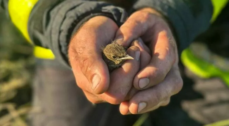Рятувальники під час ліквідації пожежі на Харківщині врятували пташеня