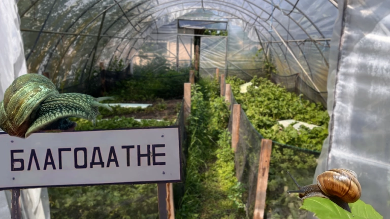 «Французький делікатес по-українськи»: равликова ферма на Черкащині — новий погляд на відомий смак