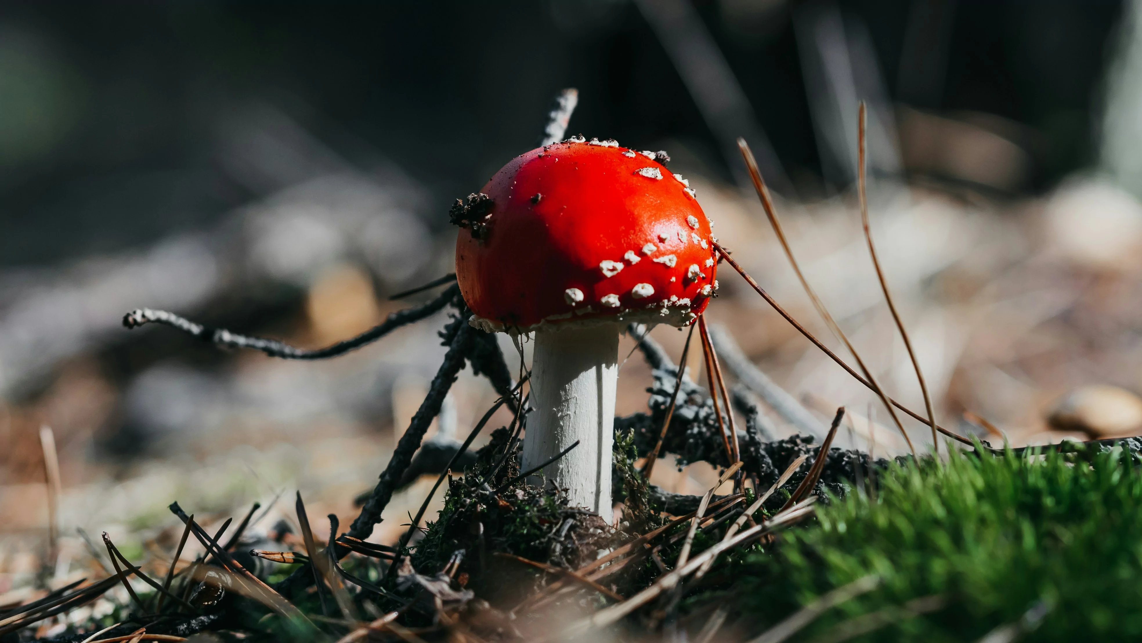 Гриби в Україні / Фото: Євген Чистяков, Unsplash
