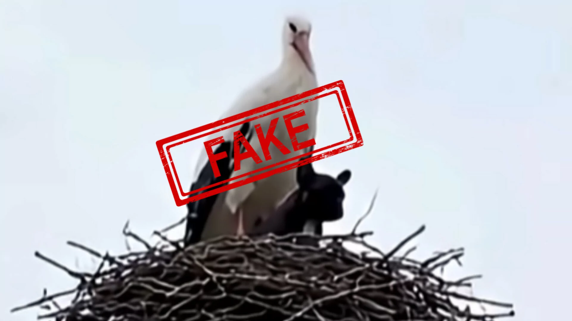 Лелека та французький бульдог