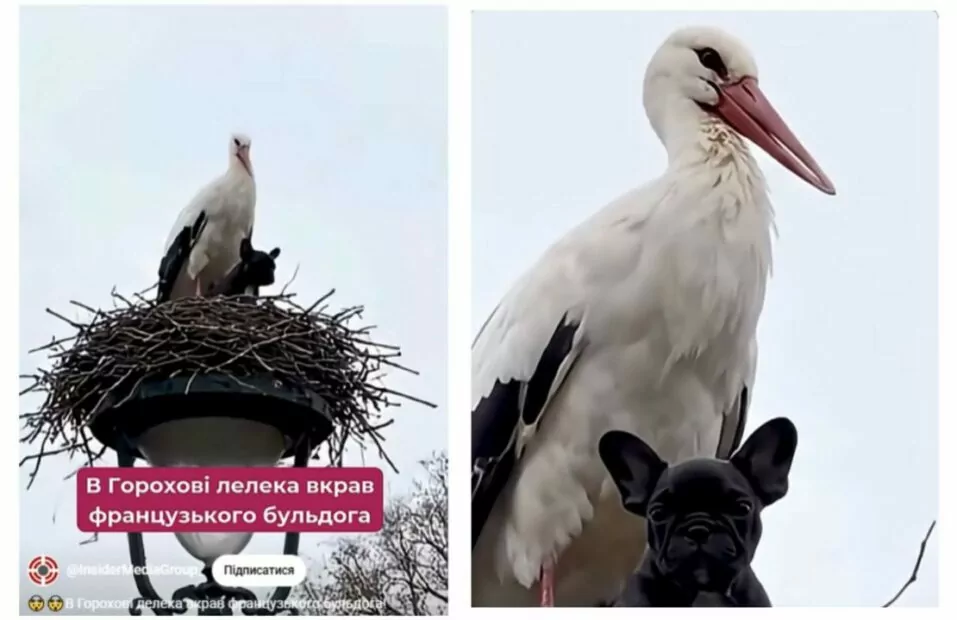 Лелека приніс у гніздо французького бульдога