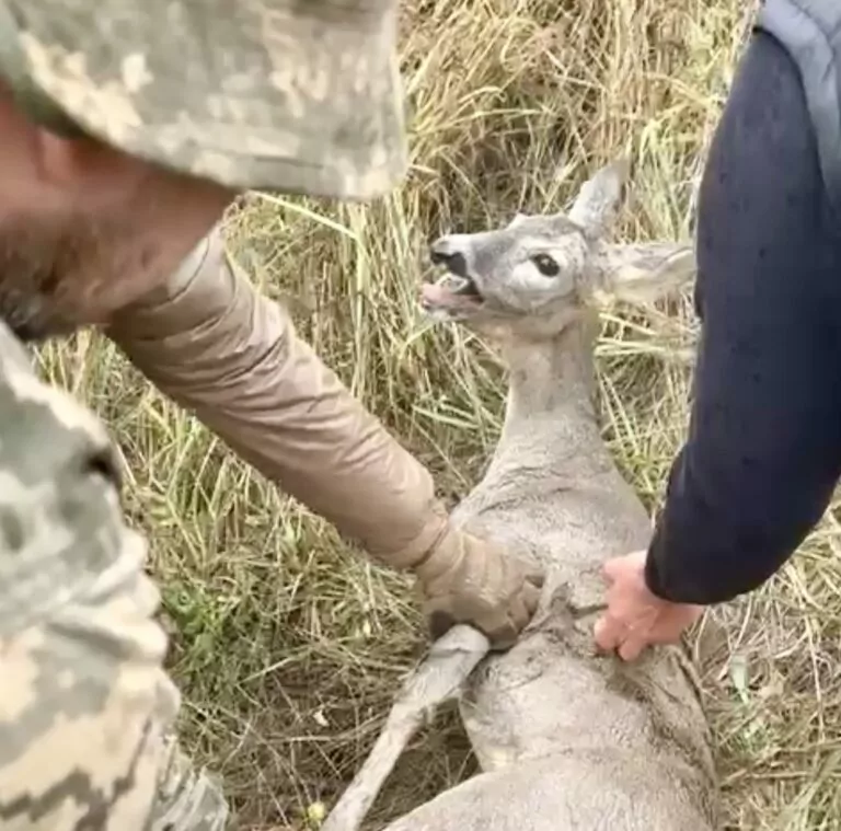 На Харківщині військові «Хартії» врятували козулю з колючого дроту