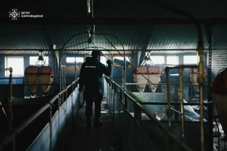 Russia launched 10 drones on farm, injuring 1 person, killing 13,000 pigs in Kharkiv region