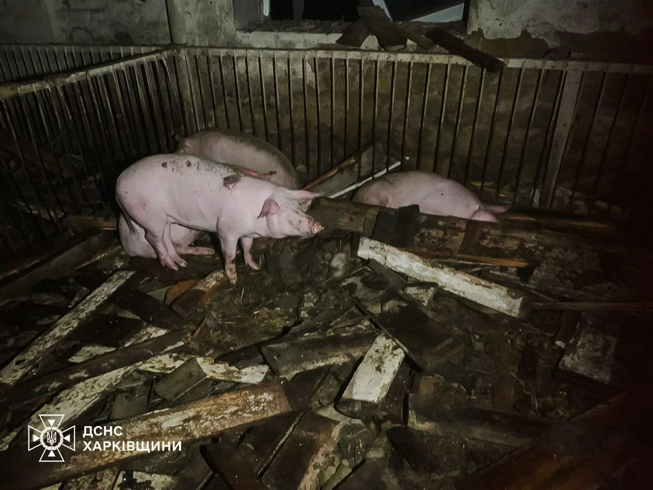 Pigs on a damaged farm in the Kharkiv region after the Russian attack