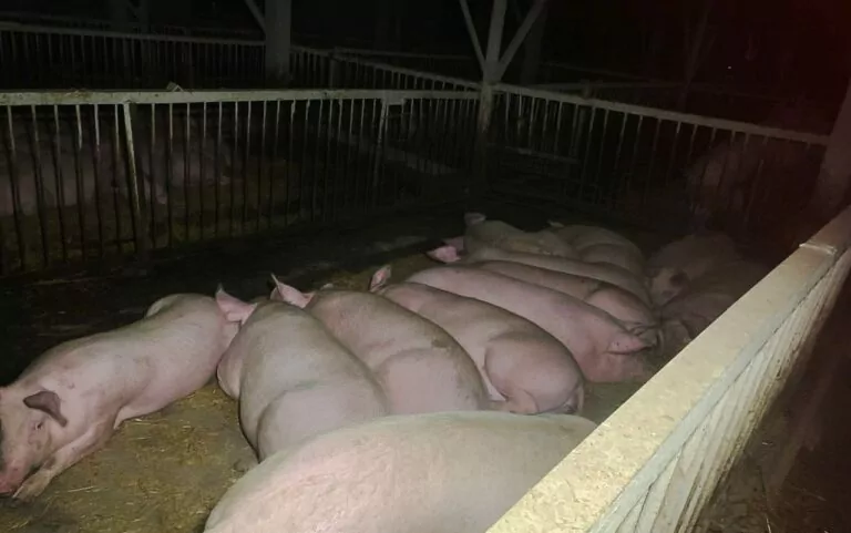 Збитки від удару РФ по фермі на Харківщині перевищують 5 мільйонів гривень