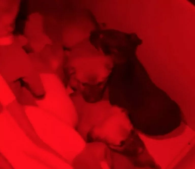 Військові «Хартії» евакуювали наземним дроном п’ятьох цуценят з позицій на Харківщині