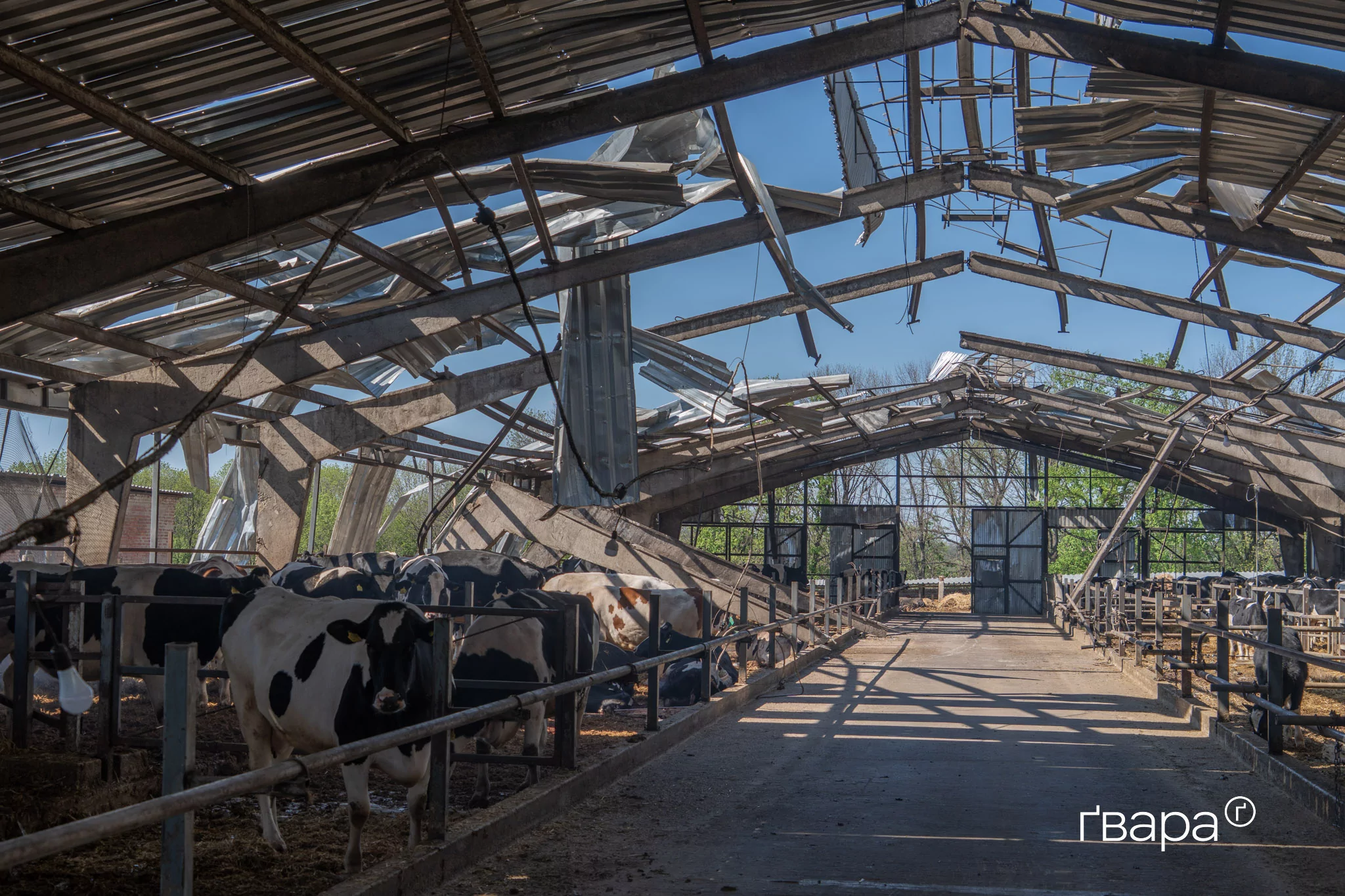 Армія РФ атакувала 10 &laquo;Шахедами&raquo; ферму у селі Мокра Рокитна на Харківщині. Близько ста корів загинуло. Квітень 2025 року