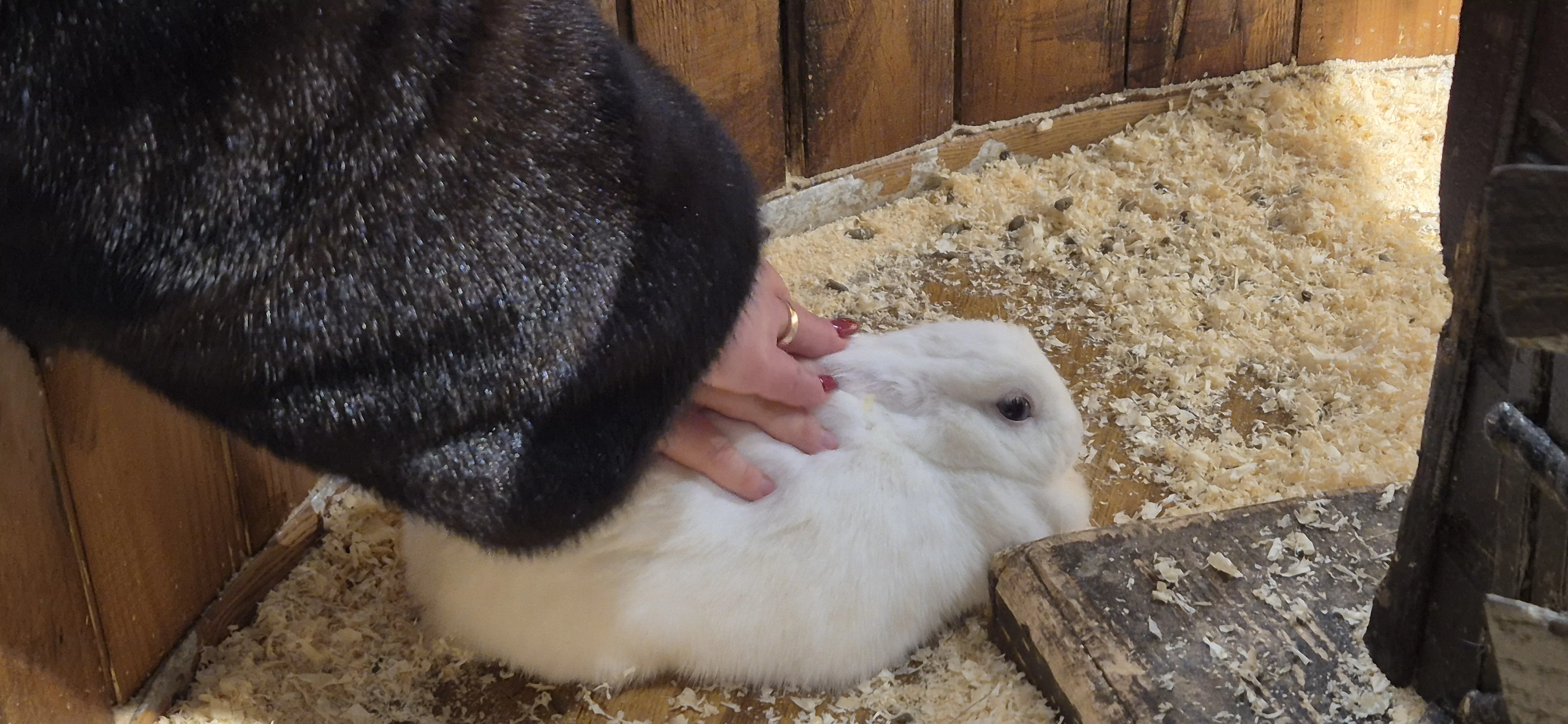 Жінка та дитина разом гладять кролика, виставка