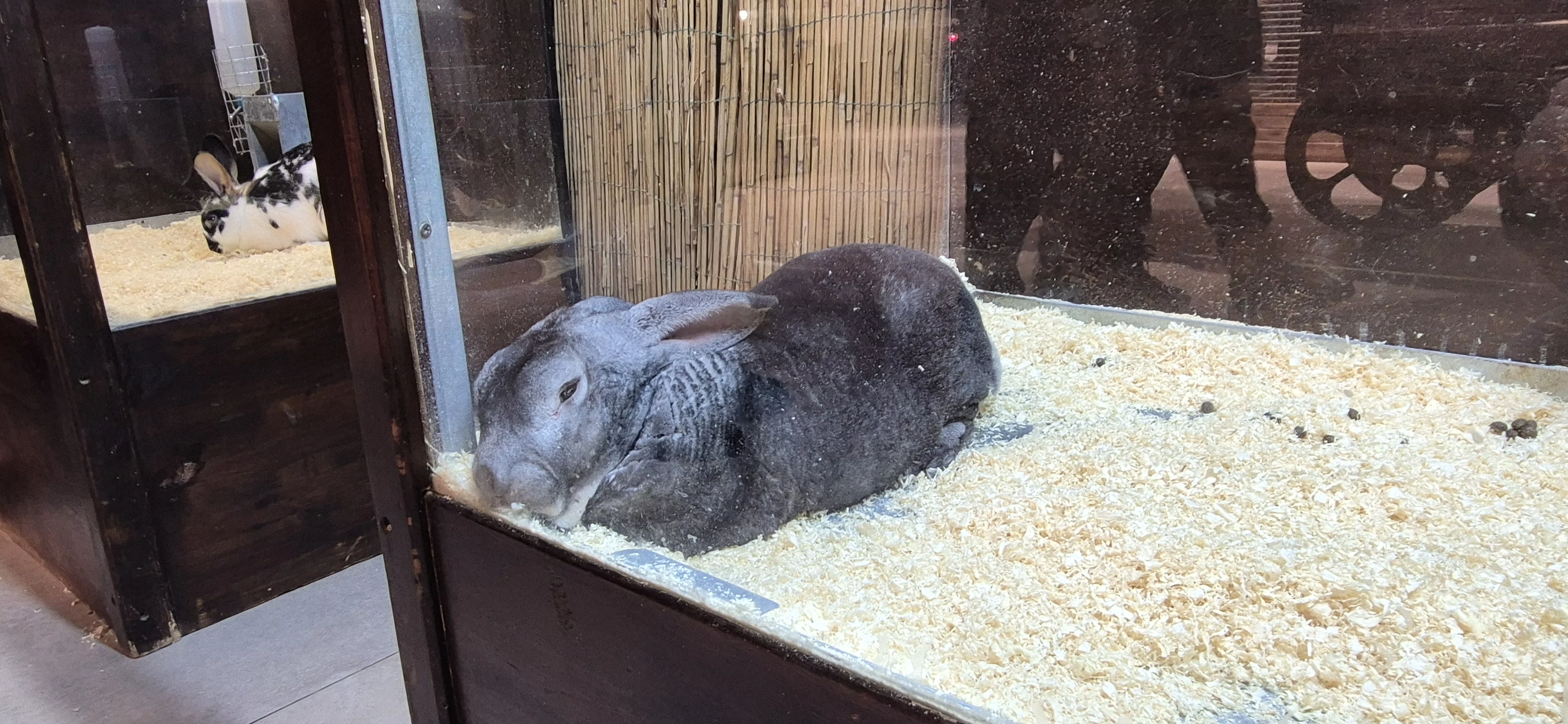 Кролик на виставці