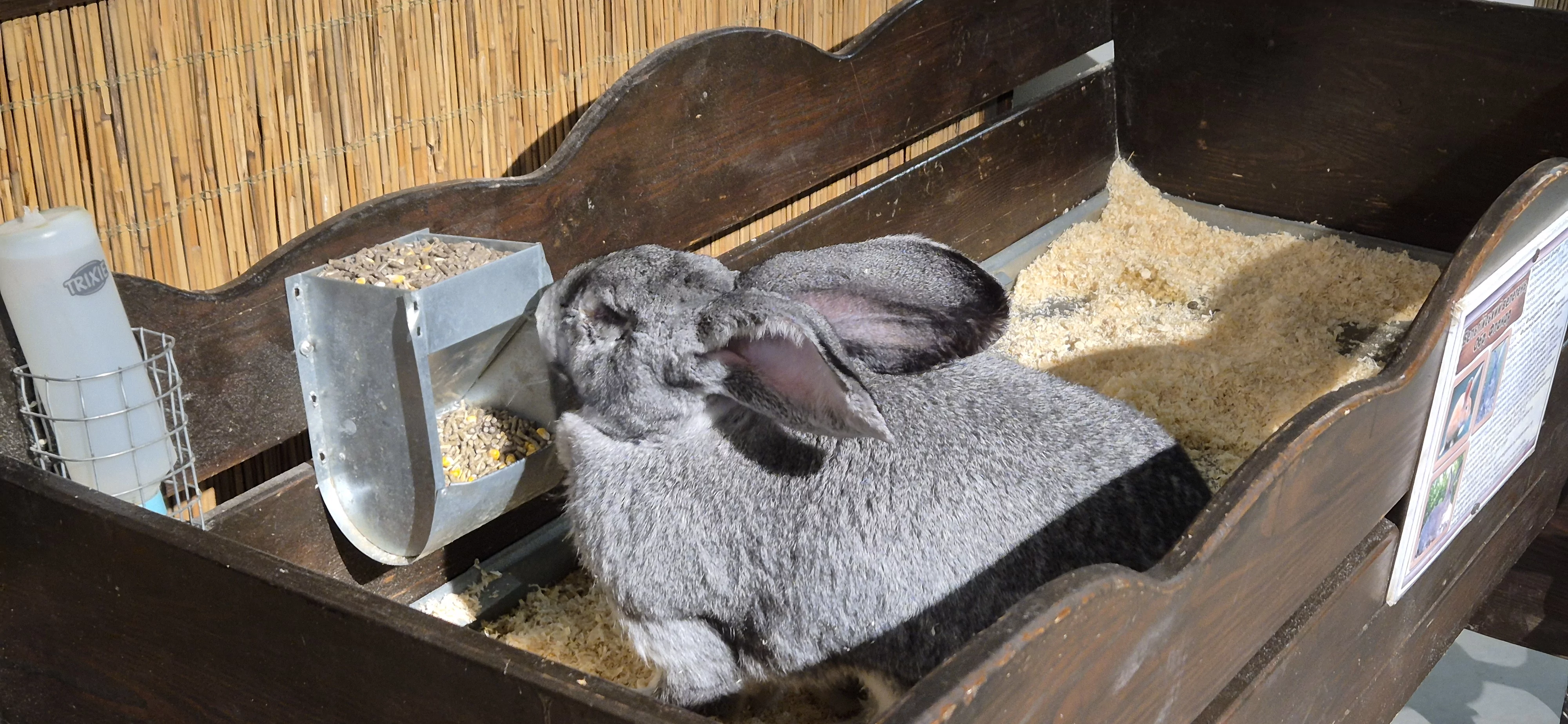 Кролик на виставці "Братик Кролик"