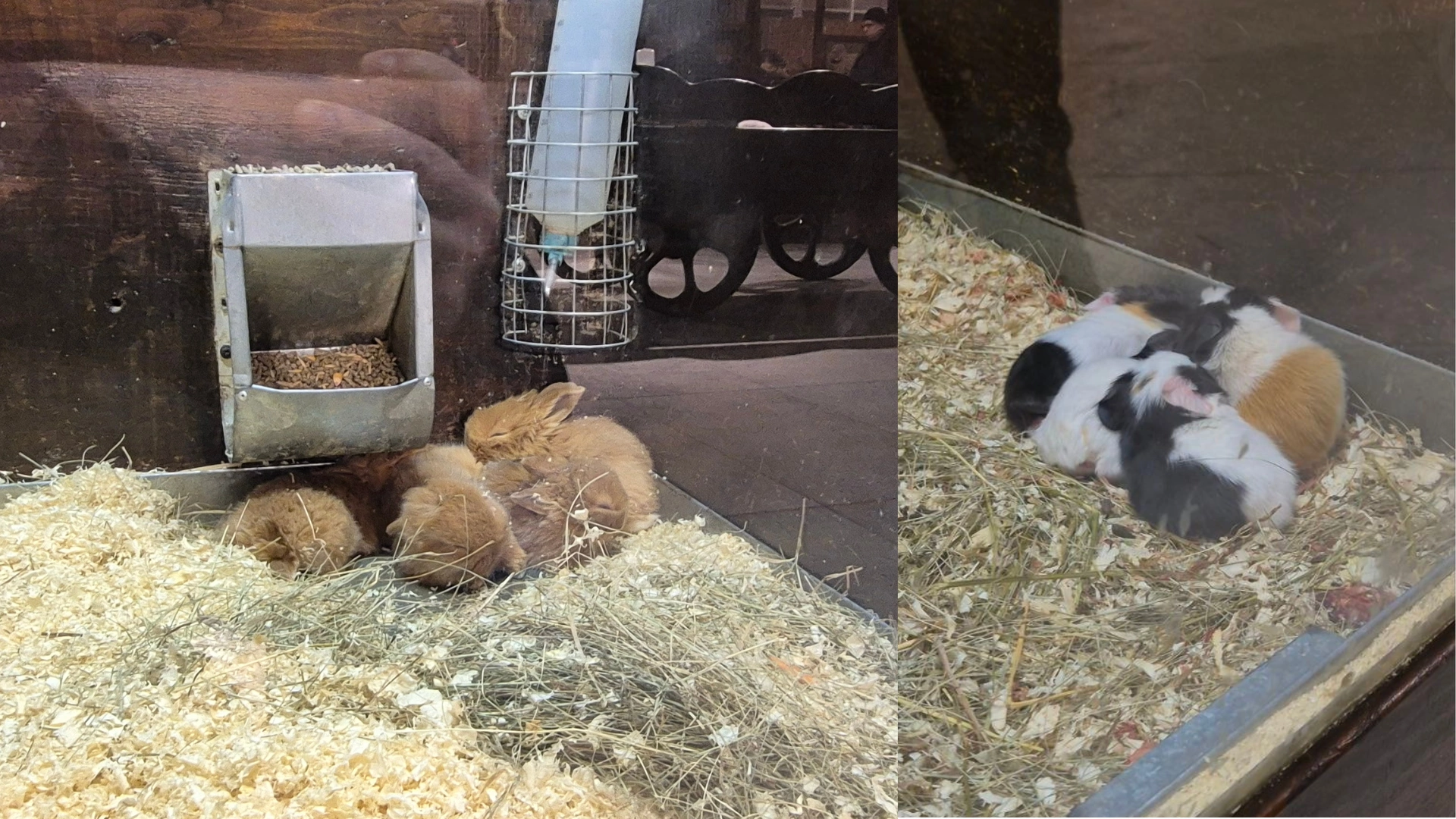 Маленьки кроленята та новонароджені морські свинки на виставці