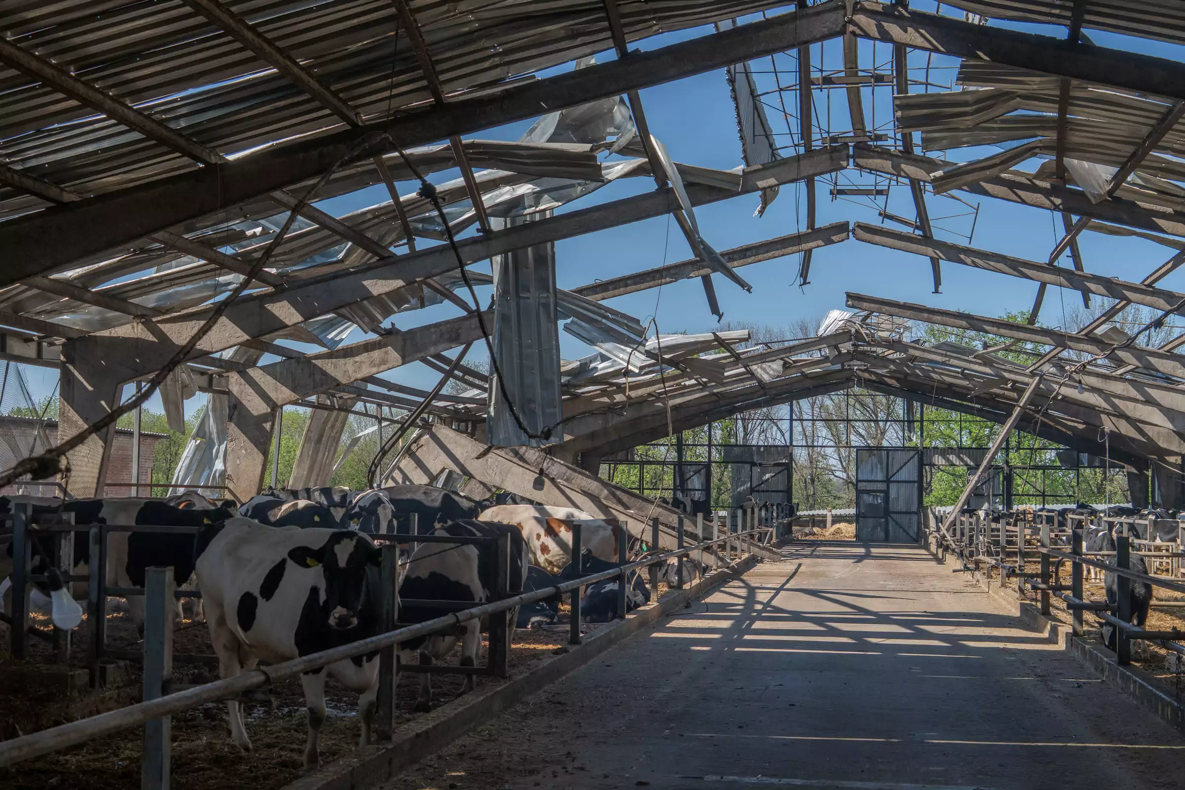 The Russian army launched 10 Shahed drones at a farm in Mokra Rokytna village in Kharkiv oblast. Over 100 cows died. April 2025