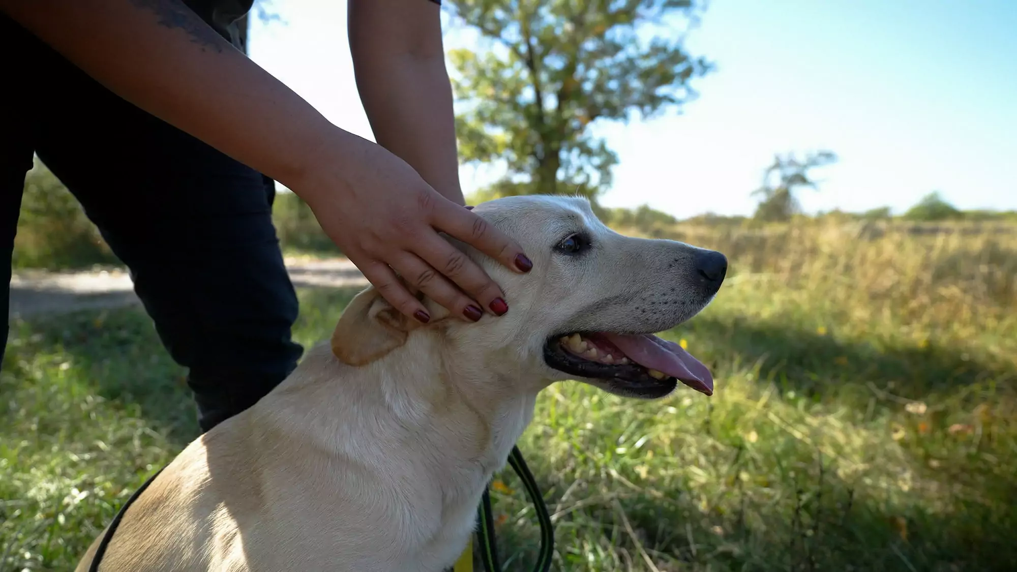 Кінологиня тримає собаку-шукача перед початком пошуку на тренуванні.