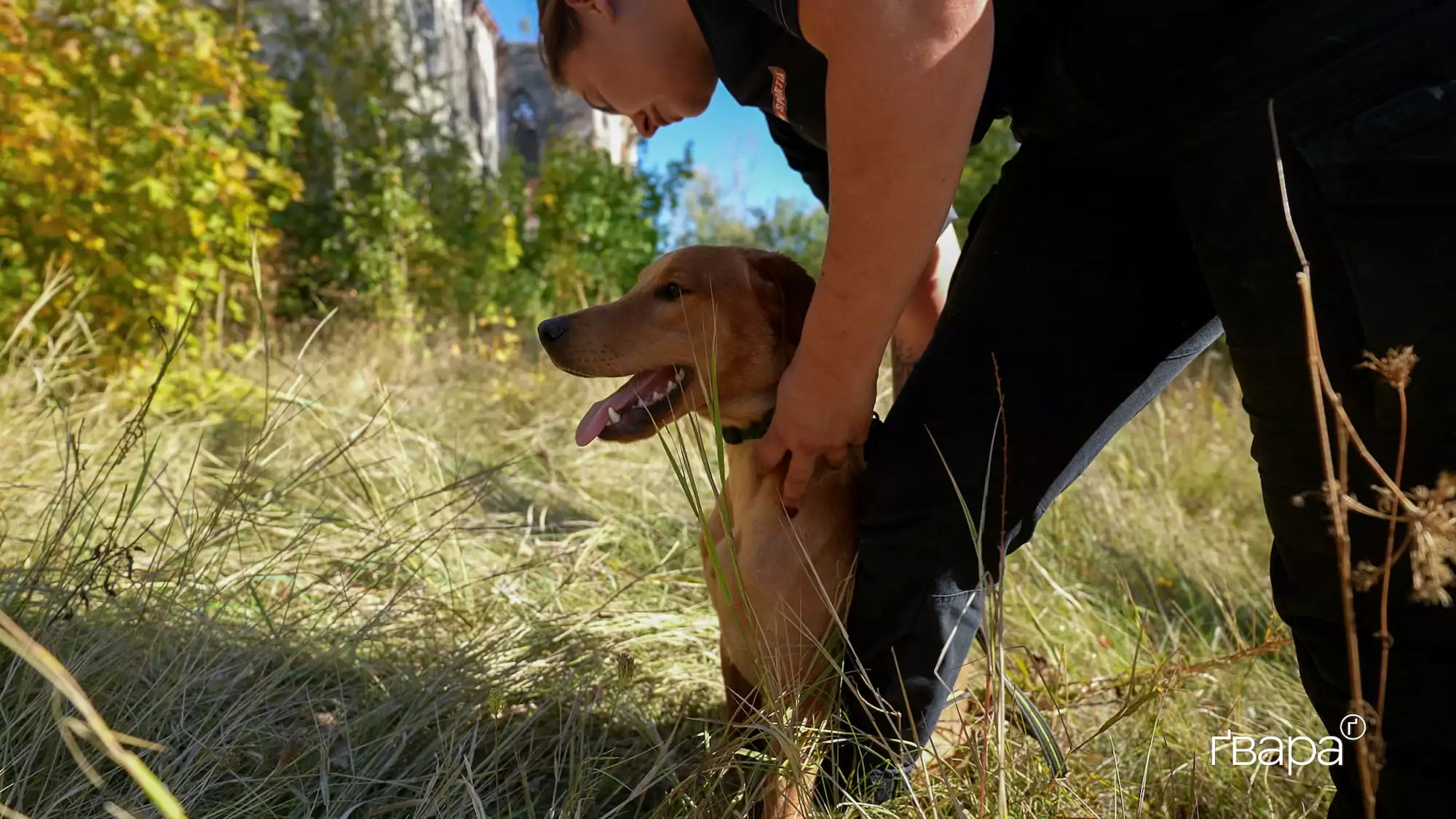 Кінологиня тримає собаку-шукача перед початком пошуку на тренуванні.