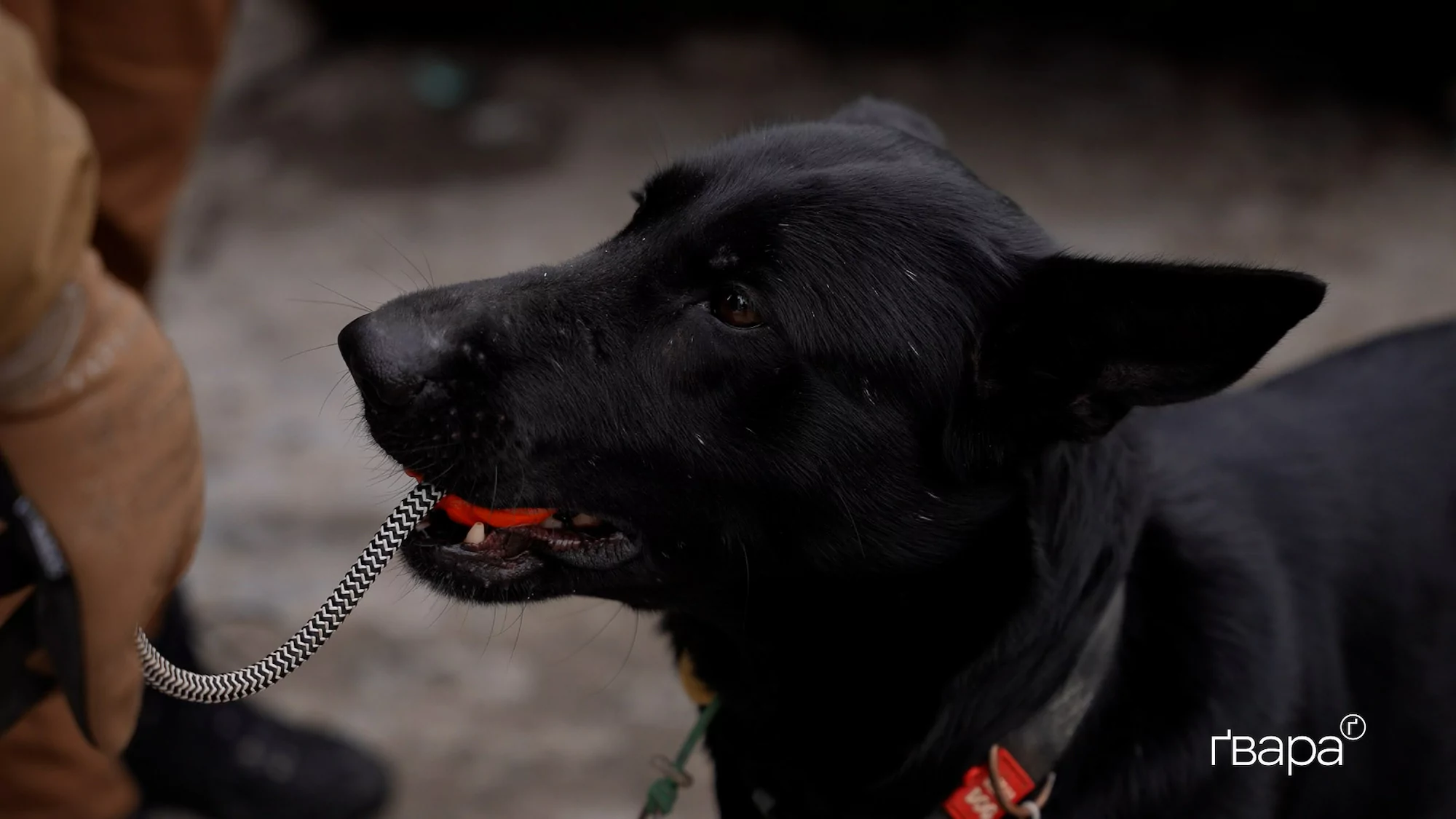 Собака із рятувально-пошукового загону &laquo;Мрія&raquo; під час рятувальної операції.