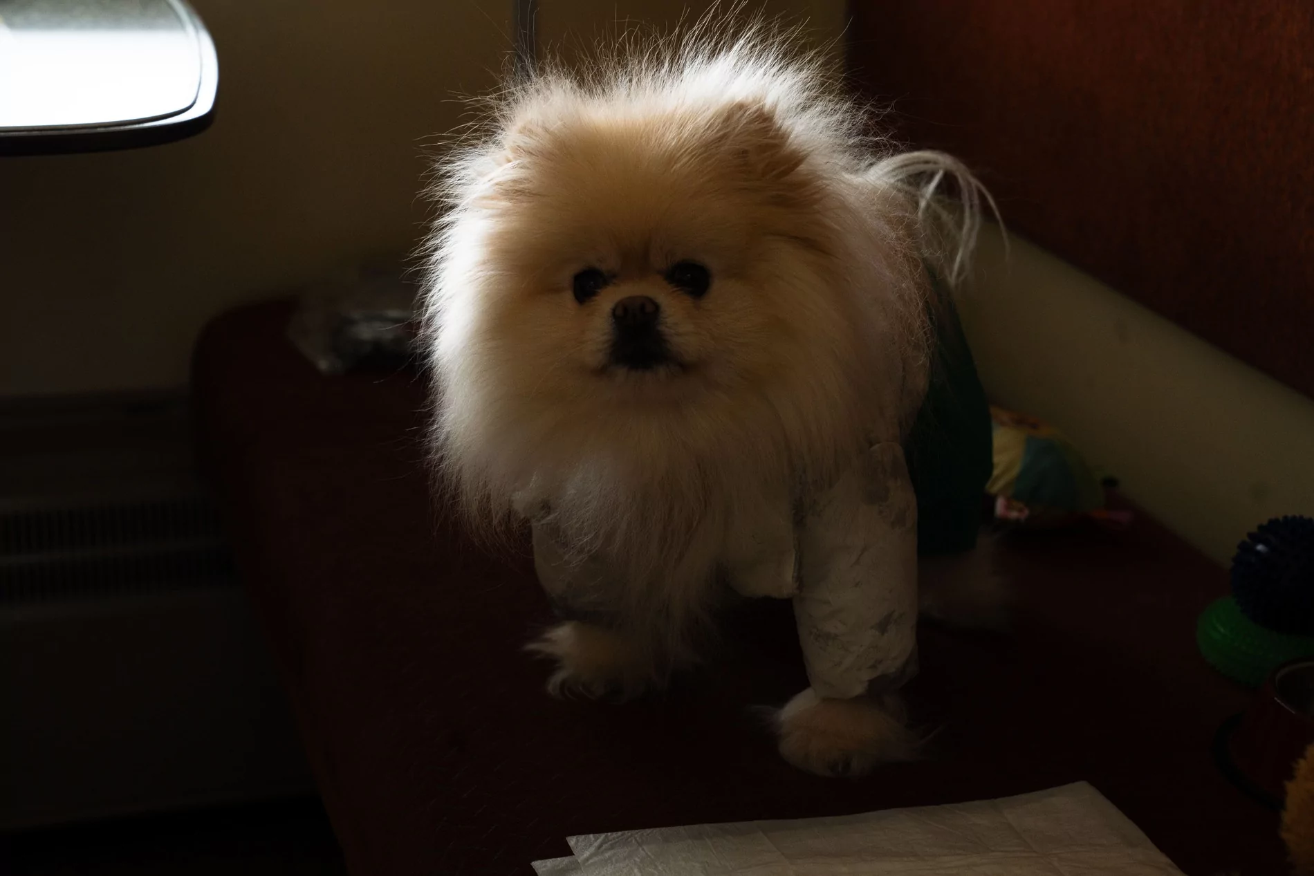 Dog in the compartment