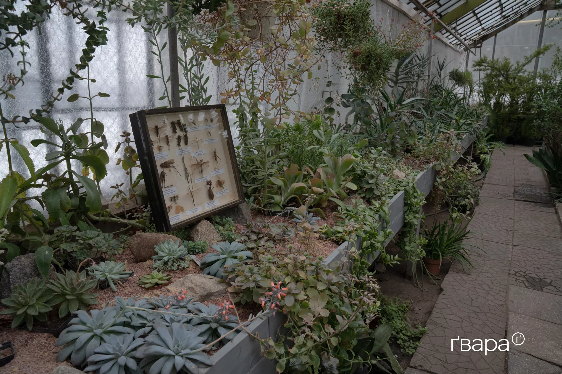 зображення до посту: Як Харківський ботанічний сад пережив цю зиму &mdash; фото