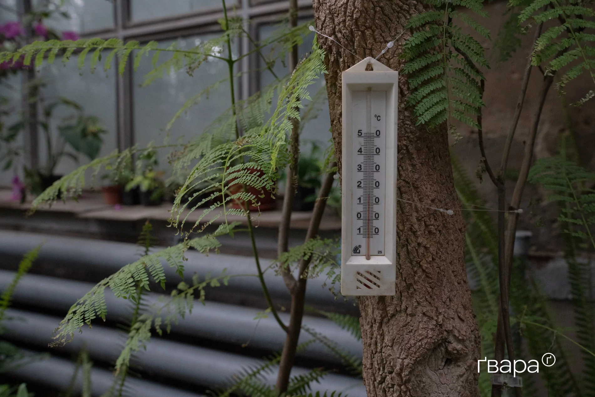 зображення до посту: Як Харківський ботанічний сад пережив цю зиму &mdash; фото