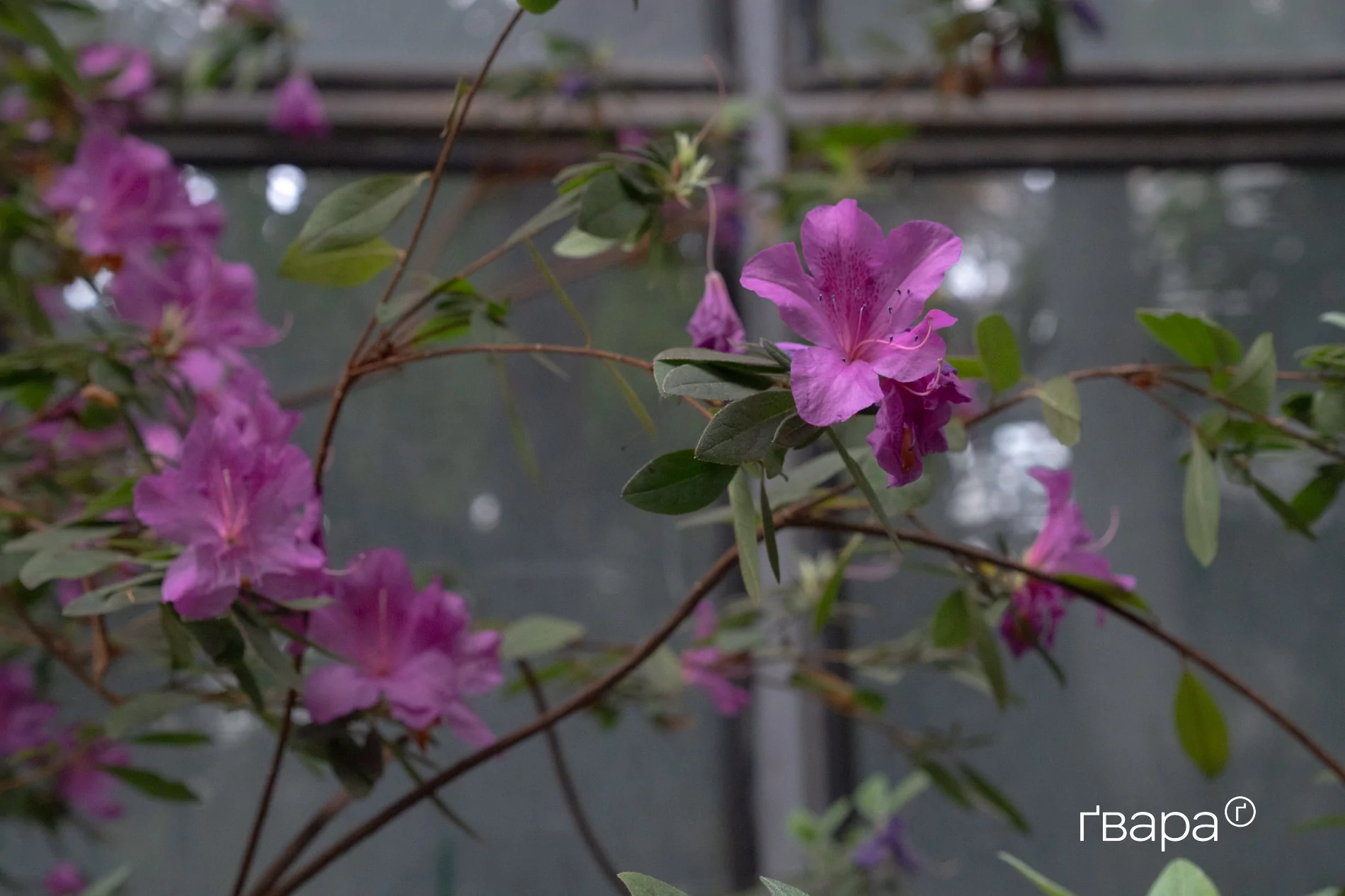 зображення до посту: Як Харківський ботанічний сад пережив цю зиму &mdash; фото