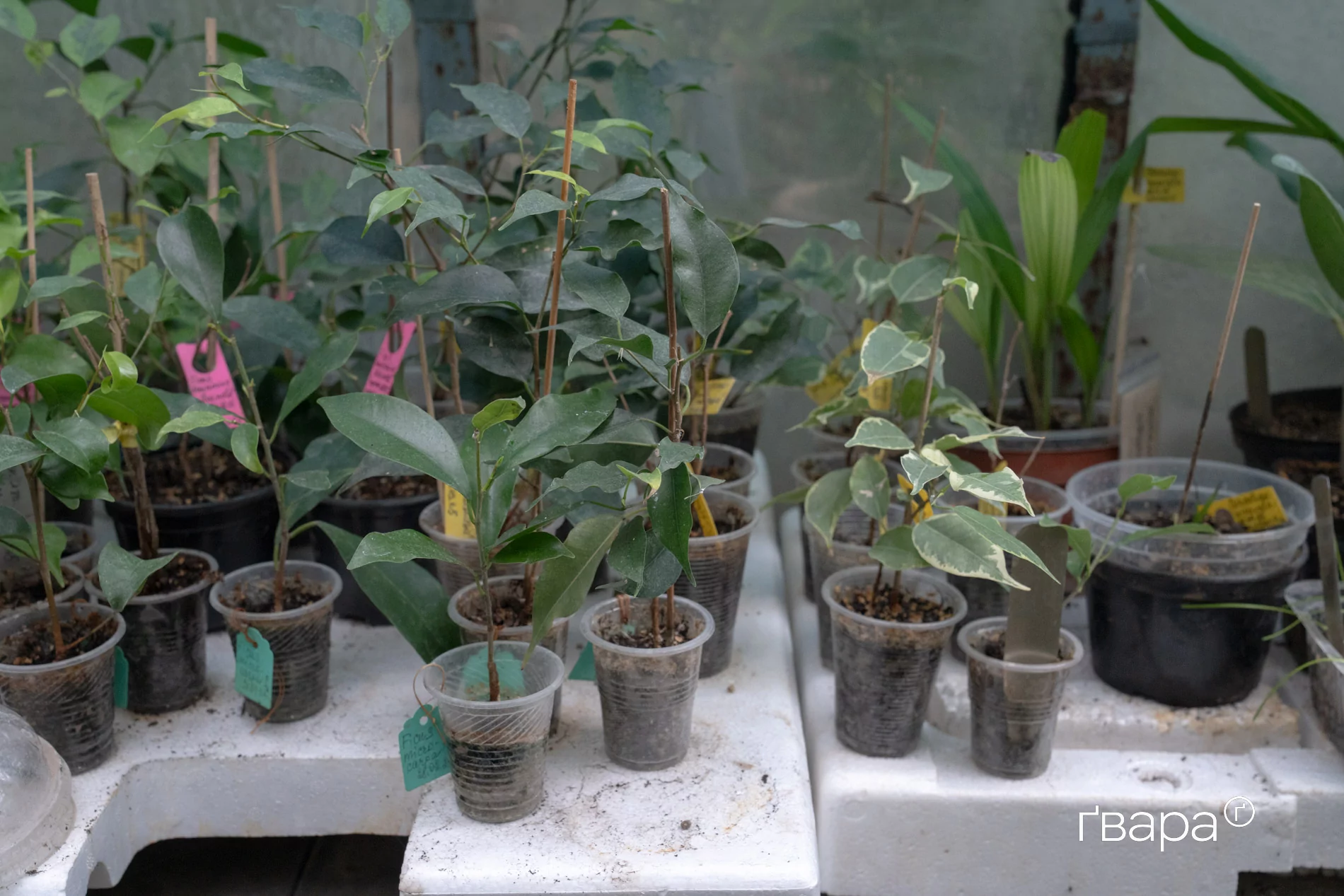 зображення до посту: Як Харківський ботанічний сад пережив цю зиму &mdash; фото