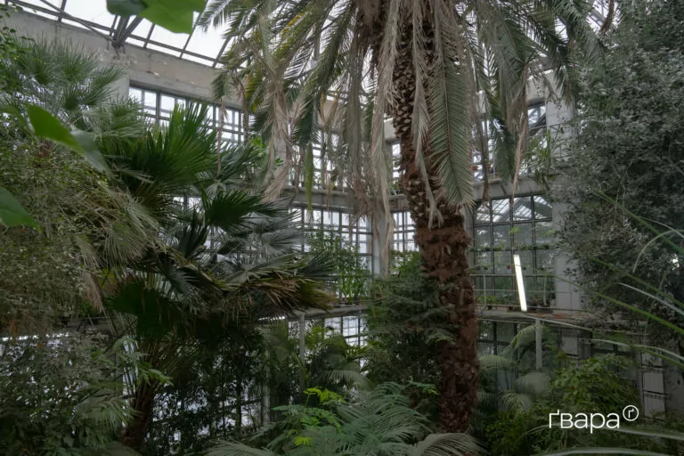 Як Харківський ботанічний сад пережив цю зиму — фото