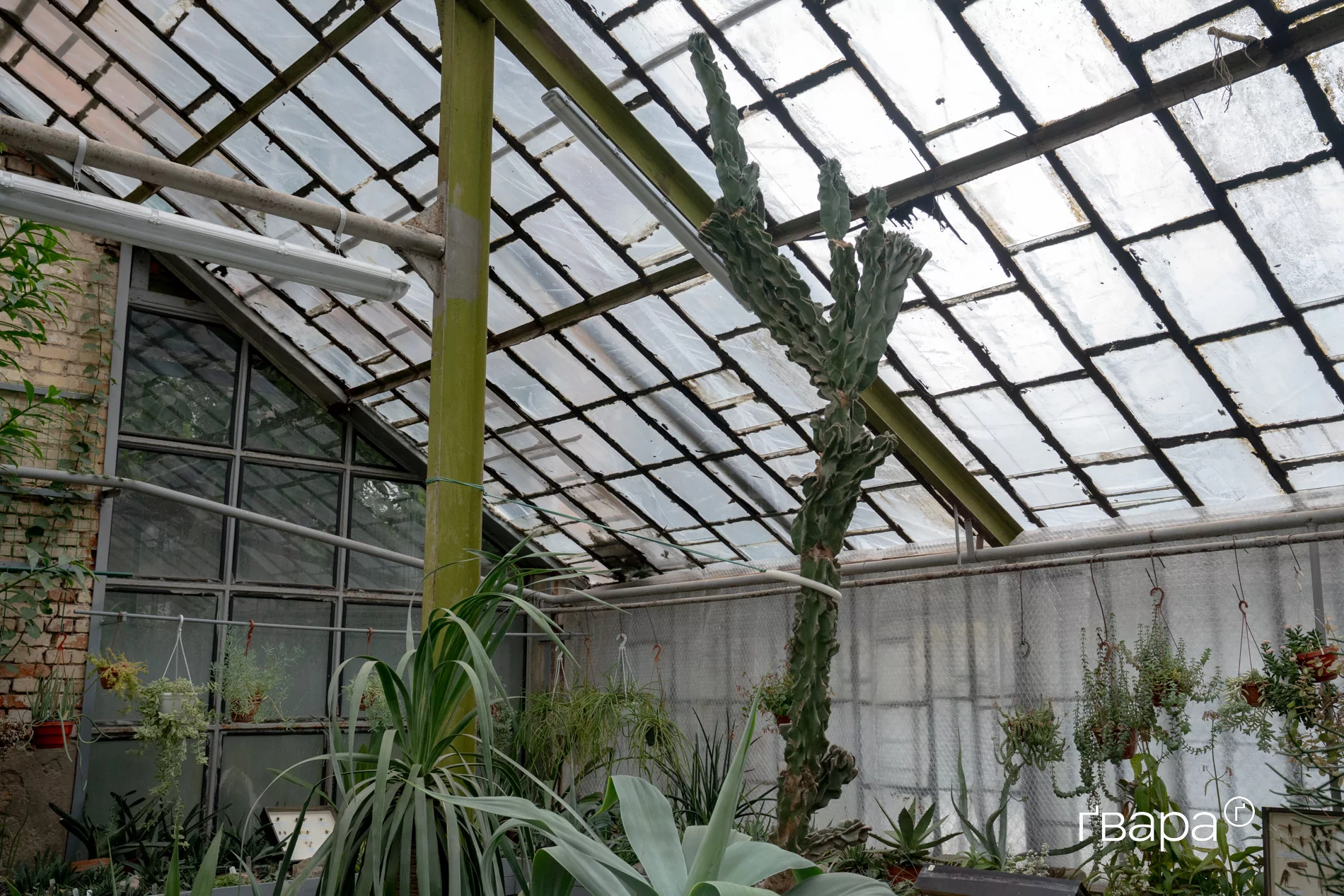 зображення до посту: Як Харківський ботанічний сад пережив цю зиму &mdash; фото