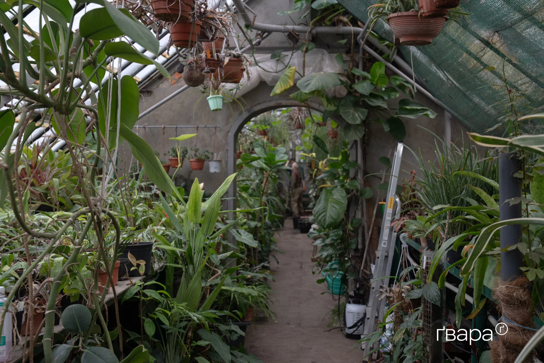 зображення до посту: Як Харківський ботанічний сад пережив цю зиму &mdash; фото